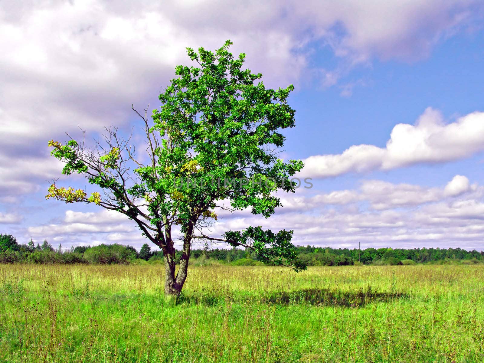 small oak on green field