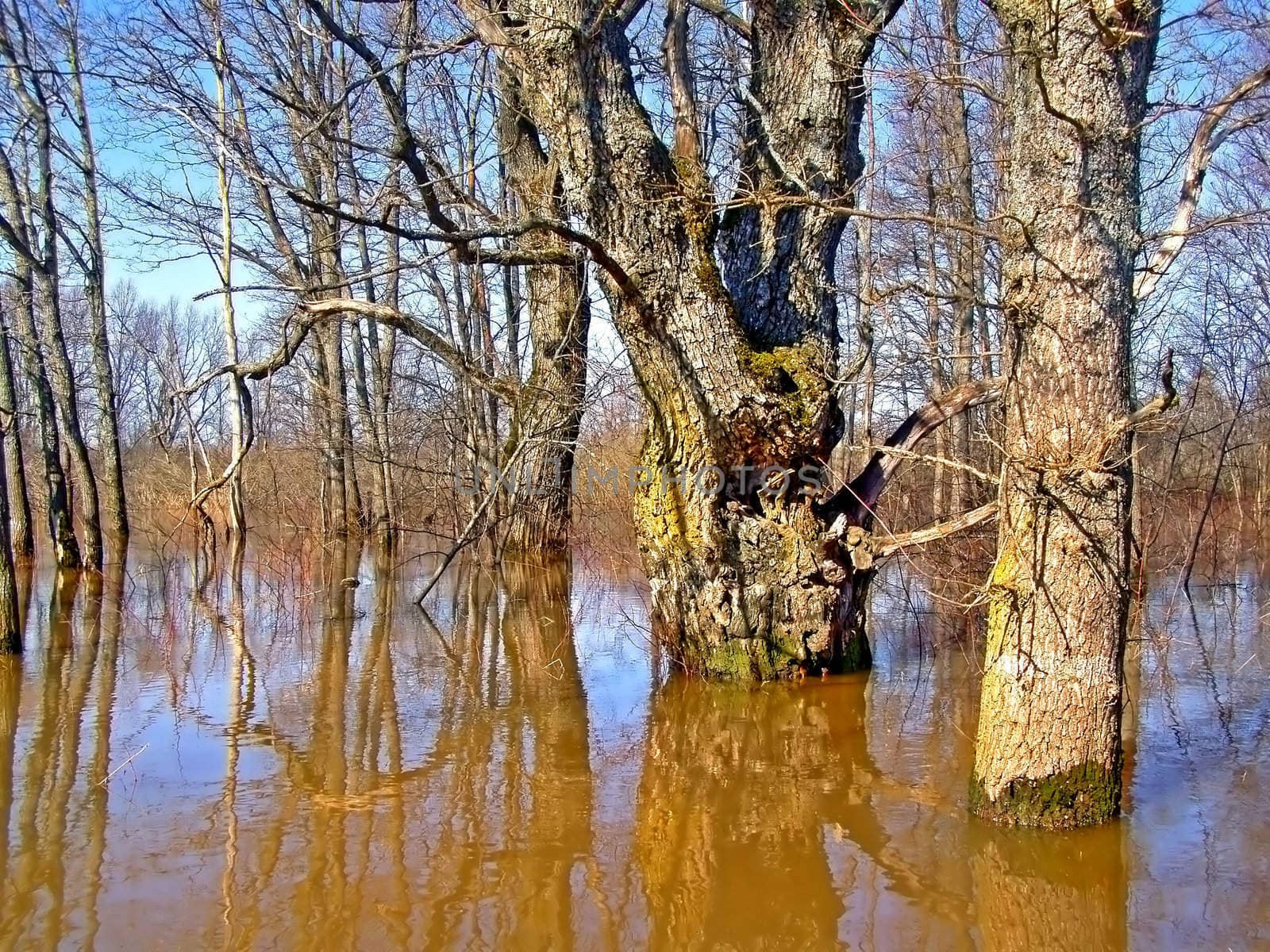 flood in wood