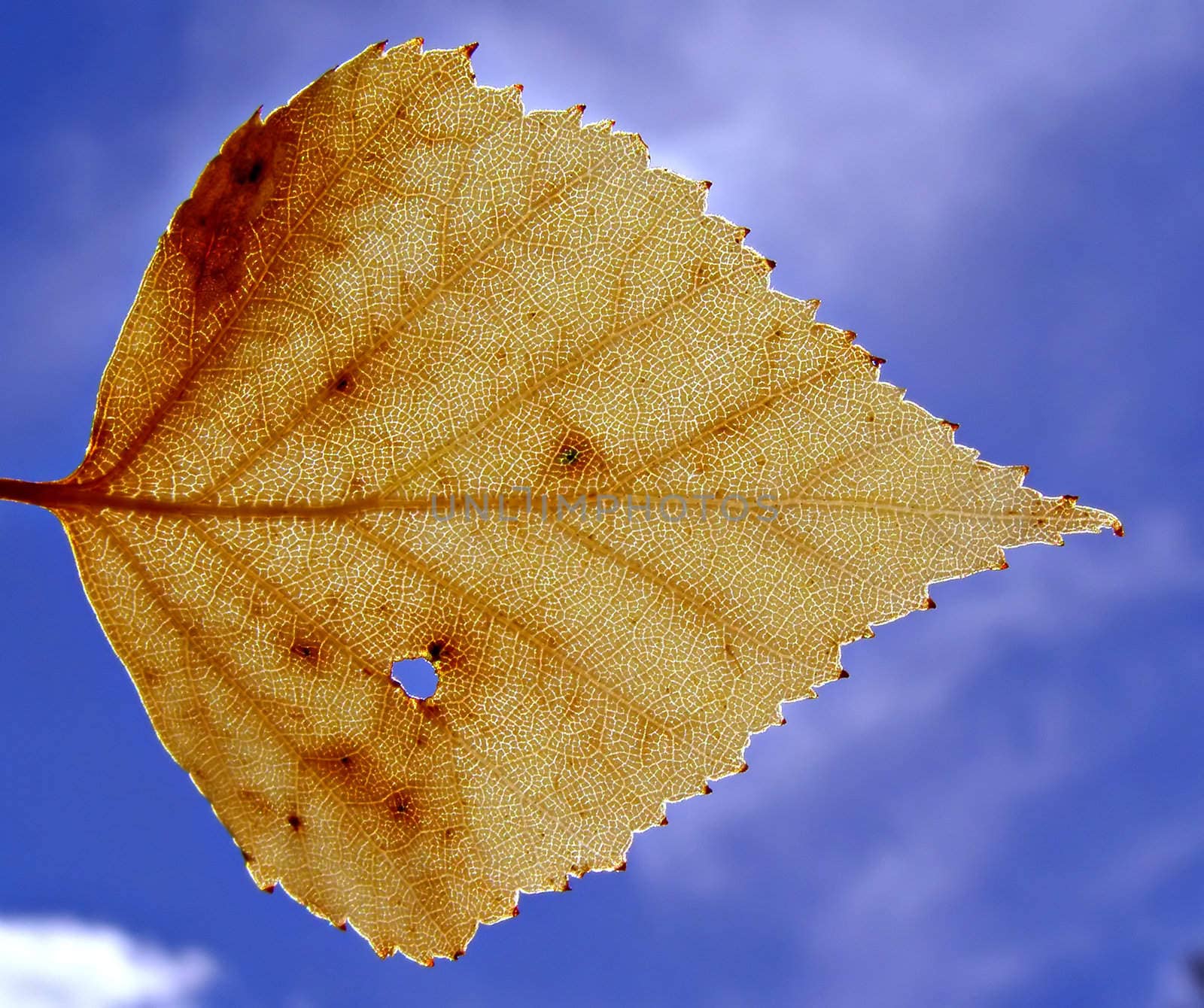 yellow autumn sheet on background blue sky