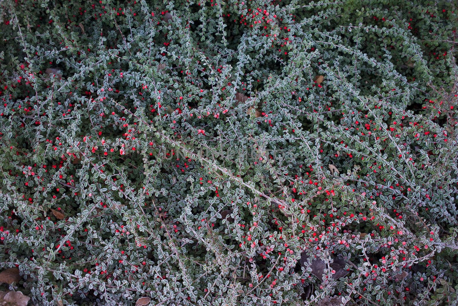 Background of Cotoneaster one morning after hoarfrost - Denmark.