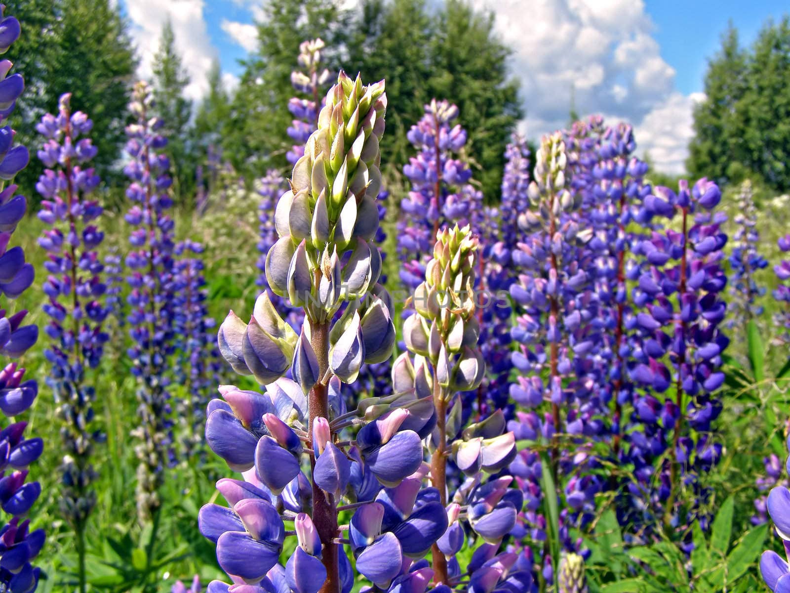 background from flower of the lupine