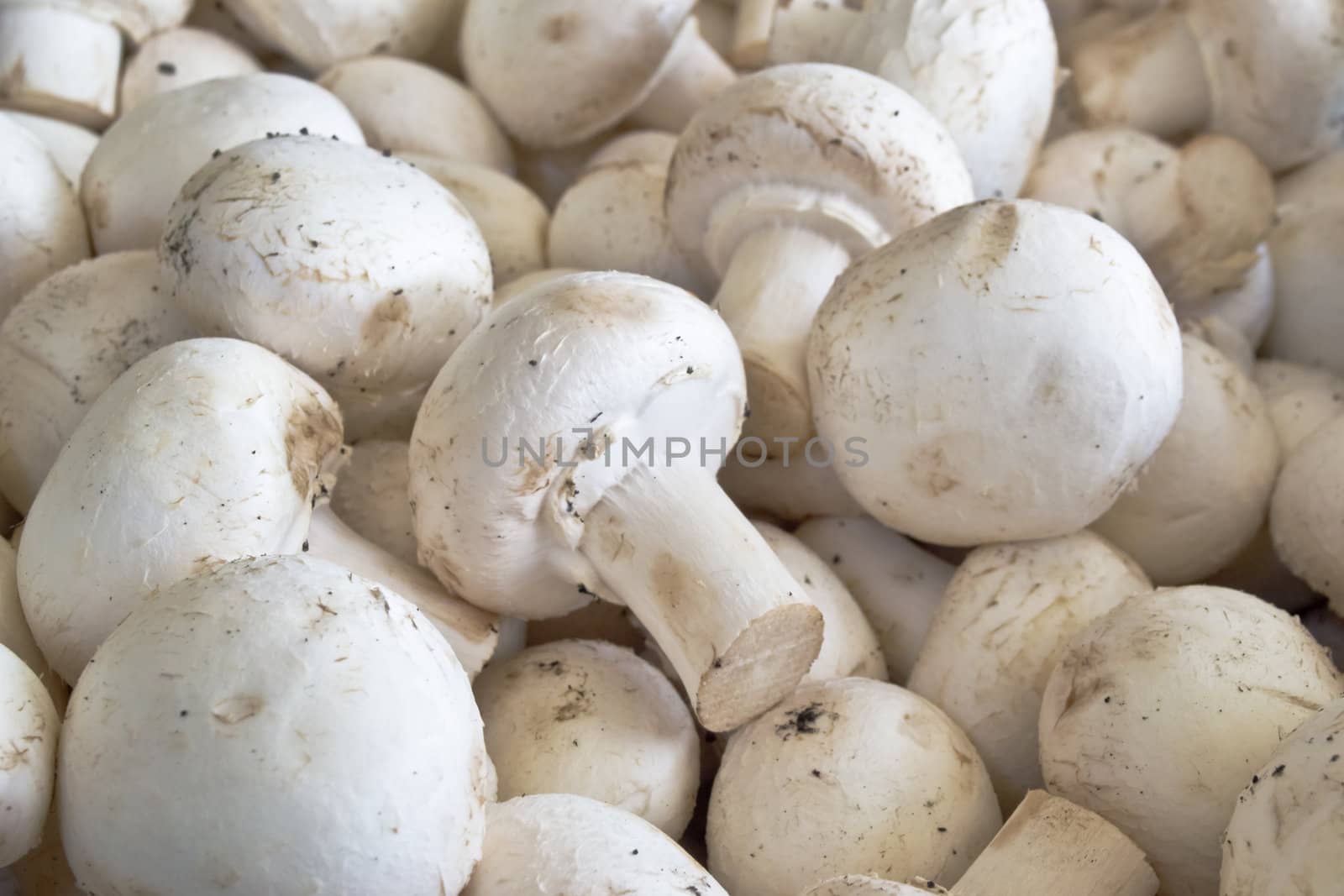 Fresh mushrooms champignon by vician
