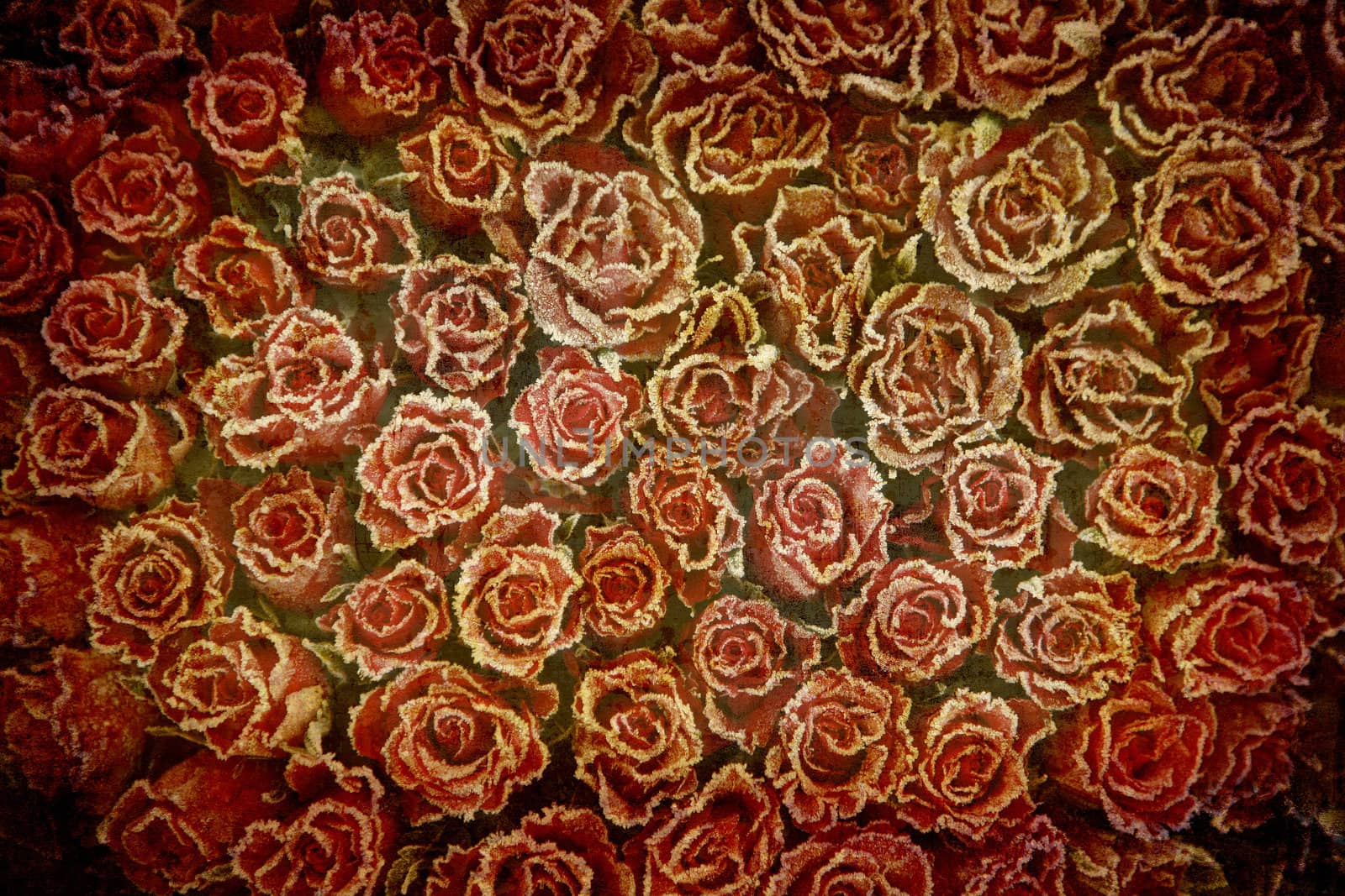 Artistic work of my own in retro style - Postcard from Italy. - Bunch of frozen red roses.