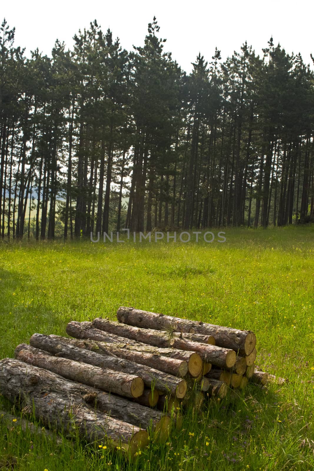 several cut tree trunks laying on the floor of a forest by vician