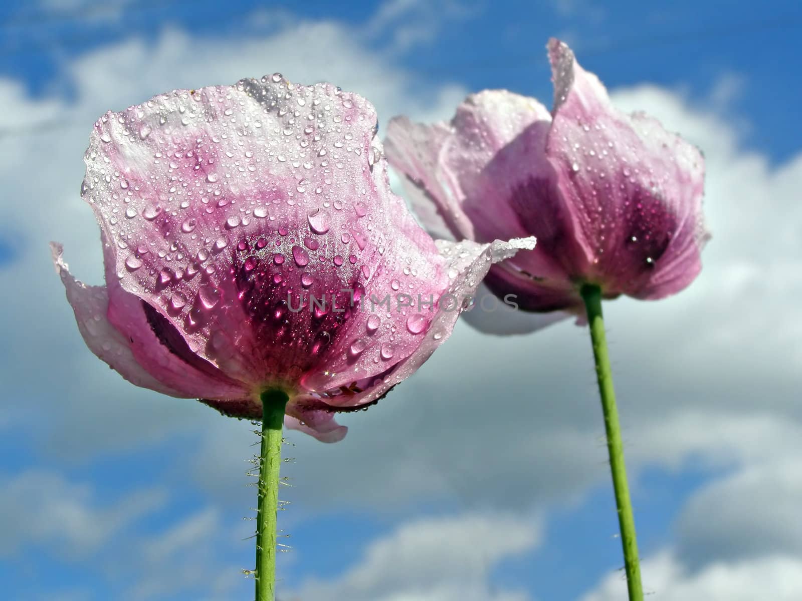 flower of the poppy on background cloudy sky