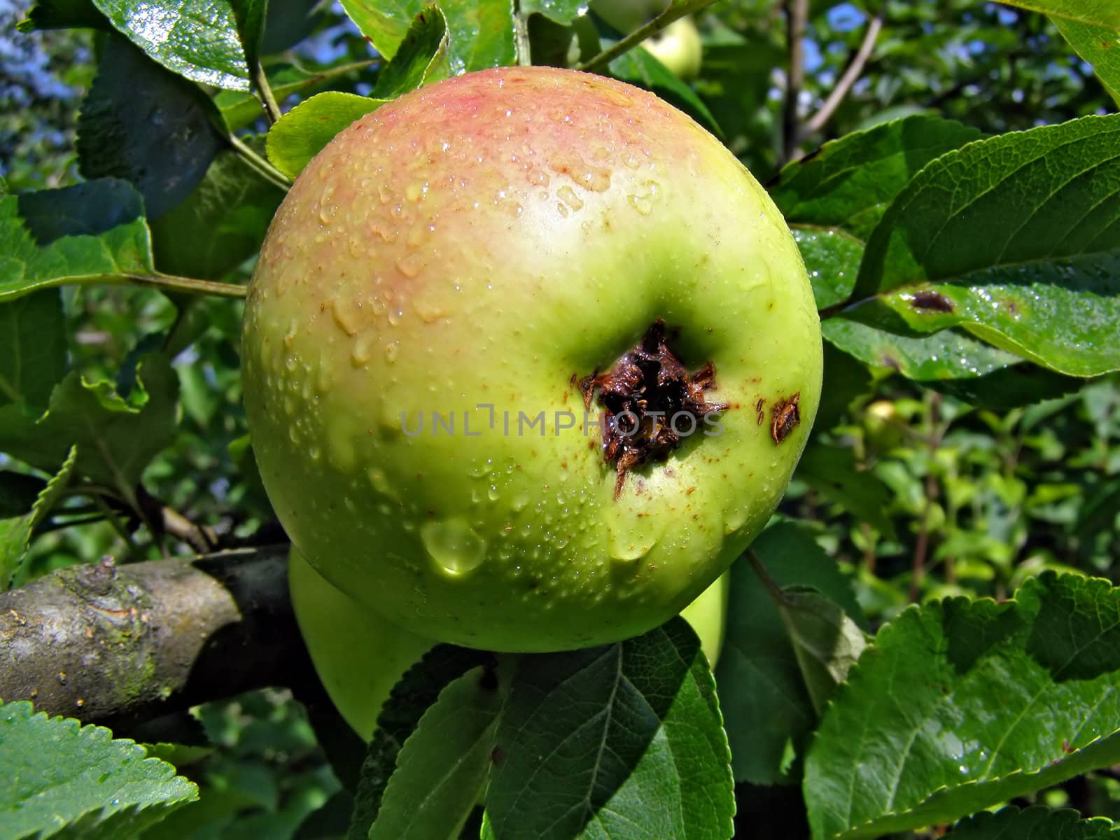 apple on branch of the aple trees