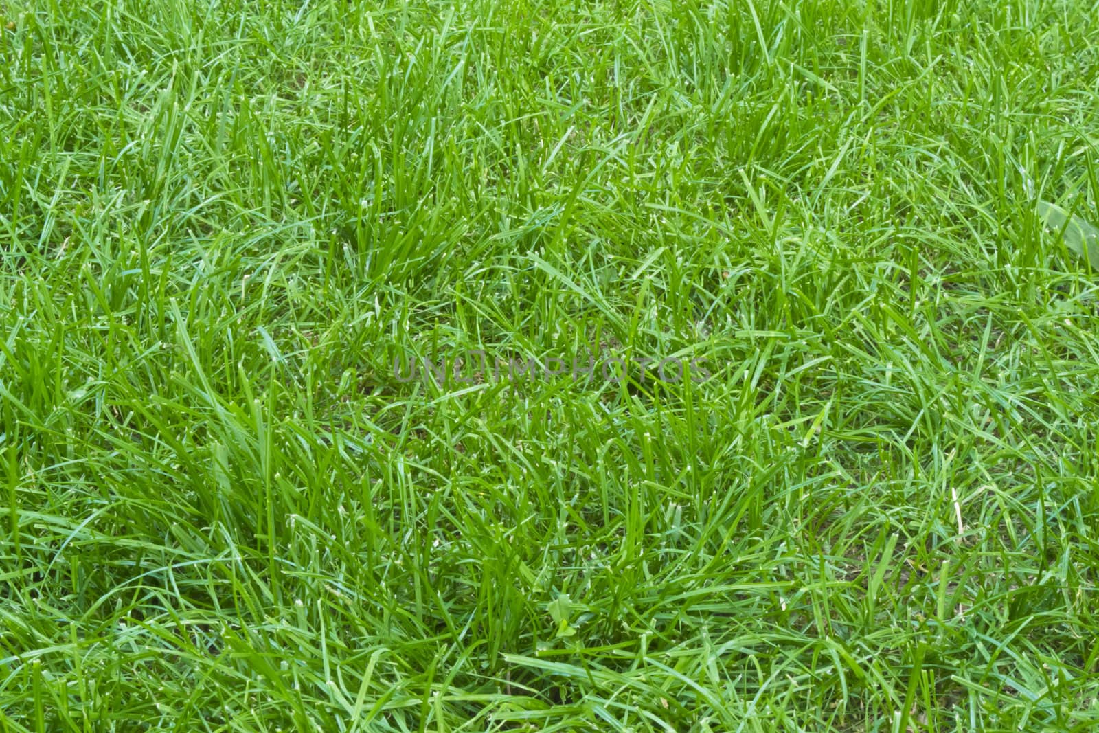 green plant background, young grass