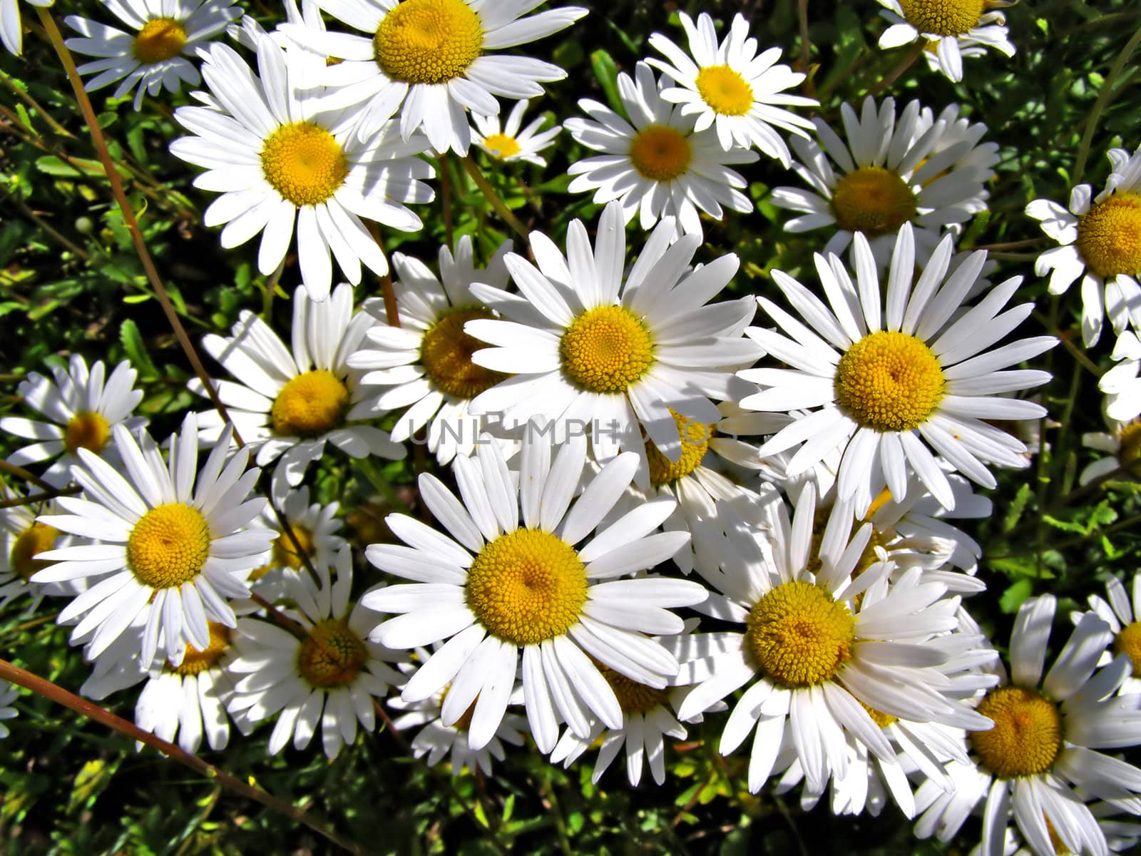 background from daisywheel on meadow