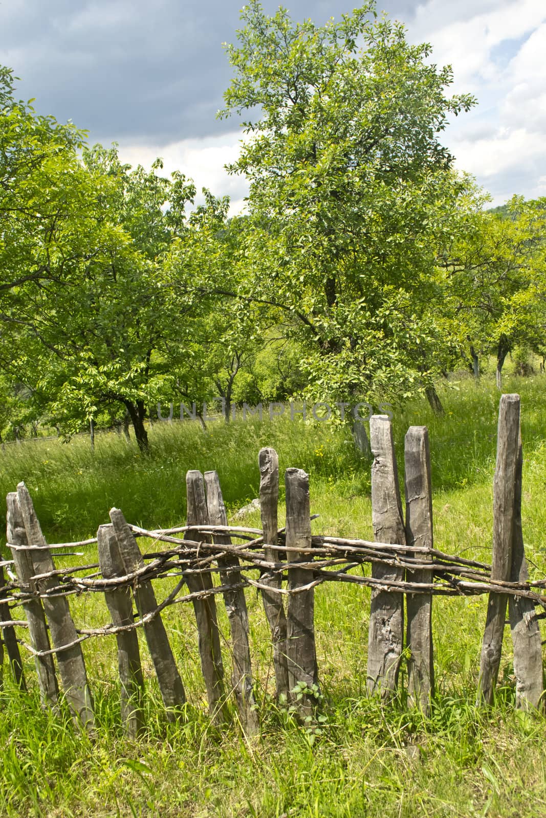 Old wooden fence in village with orchard behind