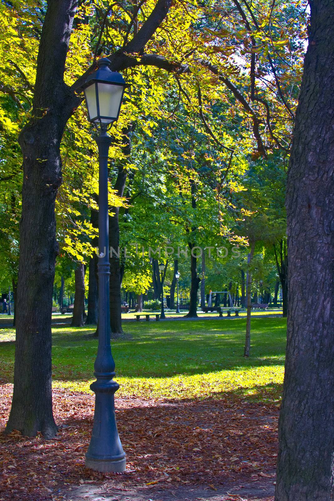 Fall in a Park