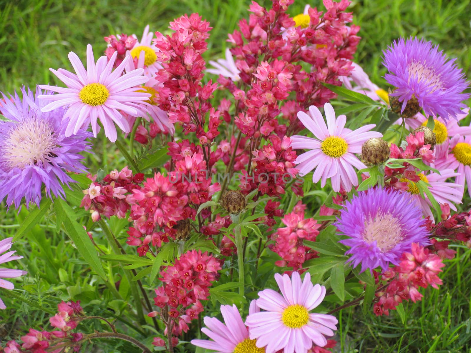 Nice bunch of flowers from the garden.