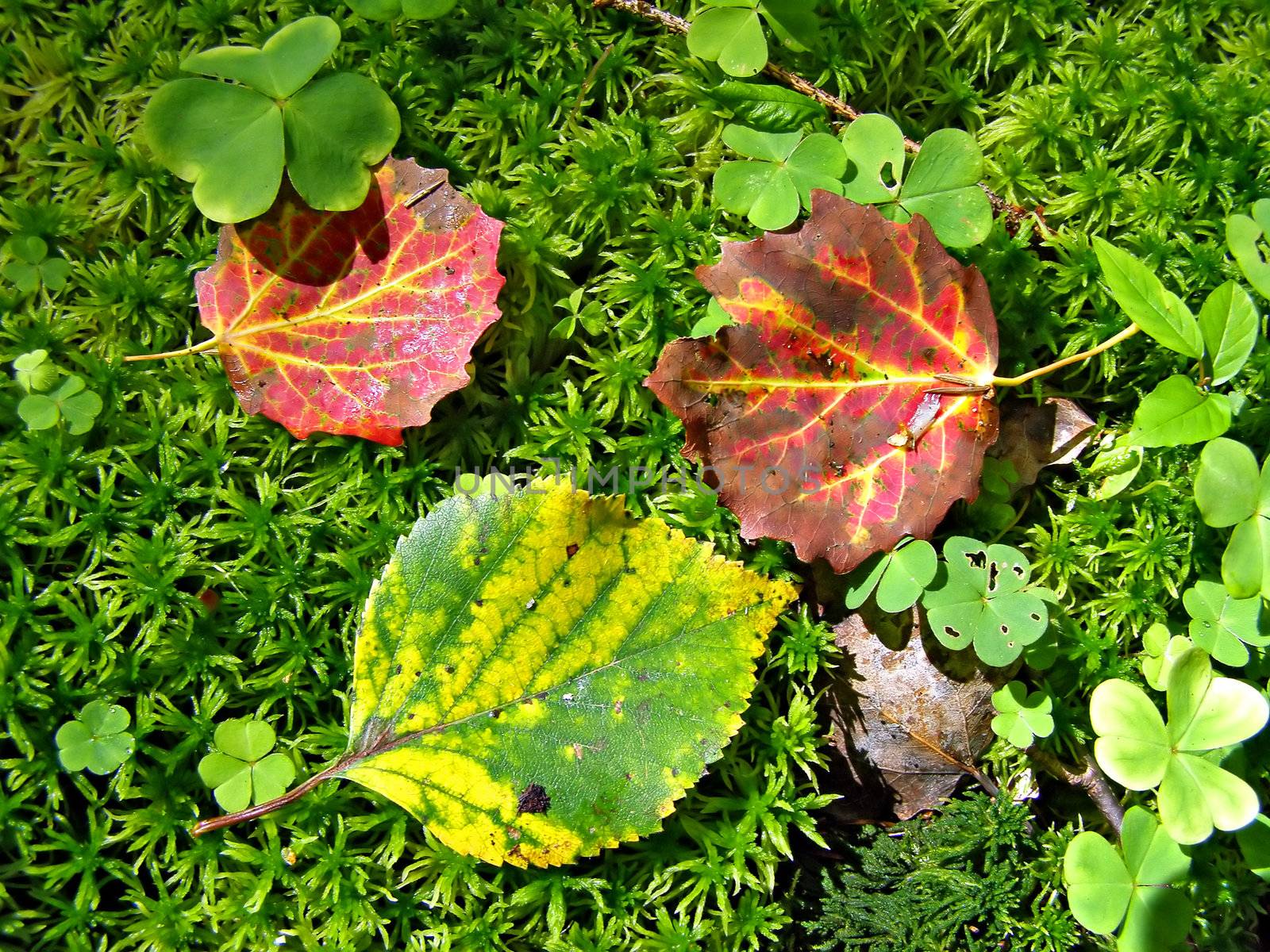 Yellow and blushing autumn sheets fell on marsh moss
