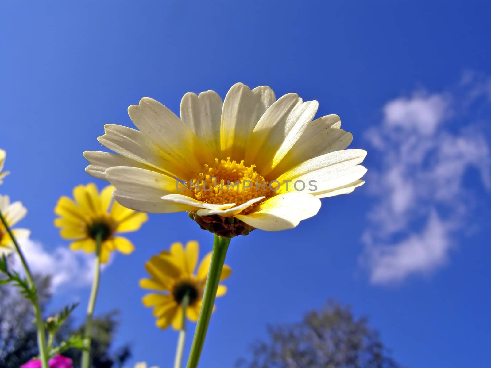 chrysanthemum on background blue sky