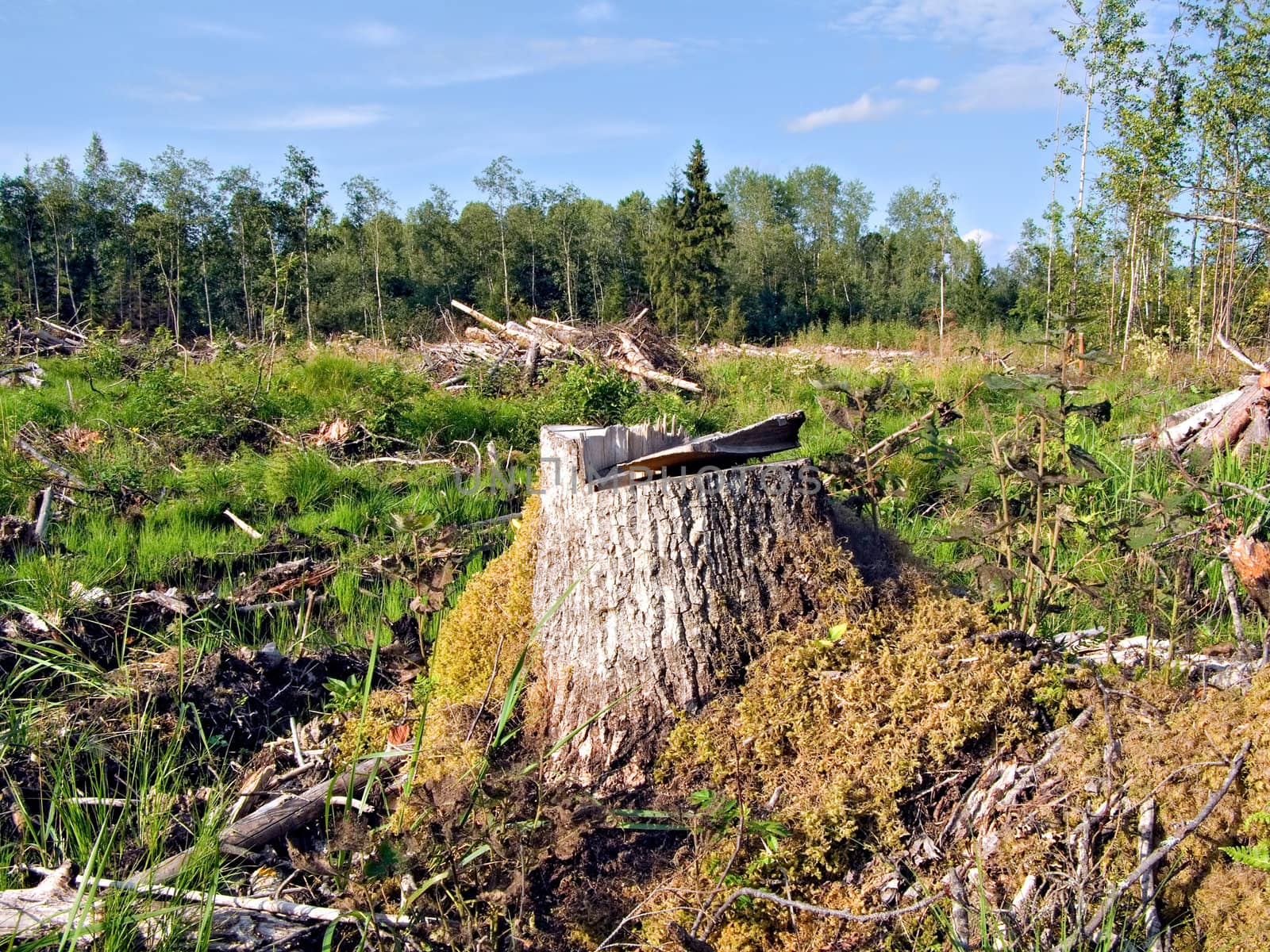 chopping wood