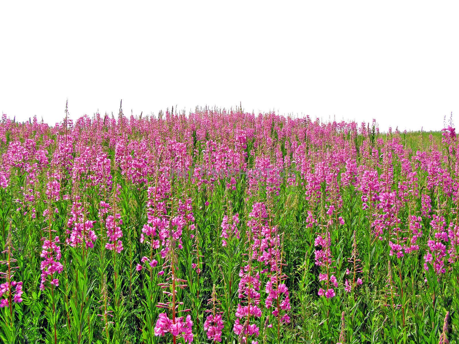 lilac flowerses on field