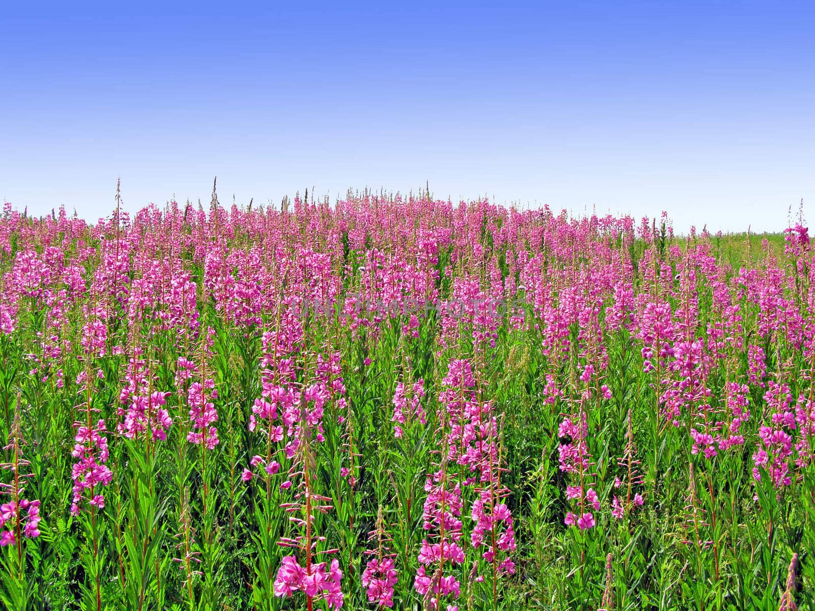 lilac flowerses on field