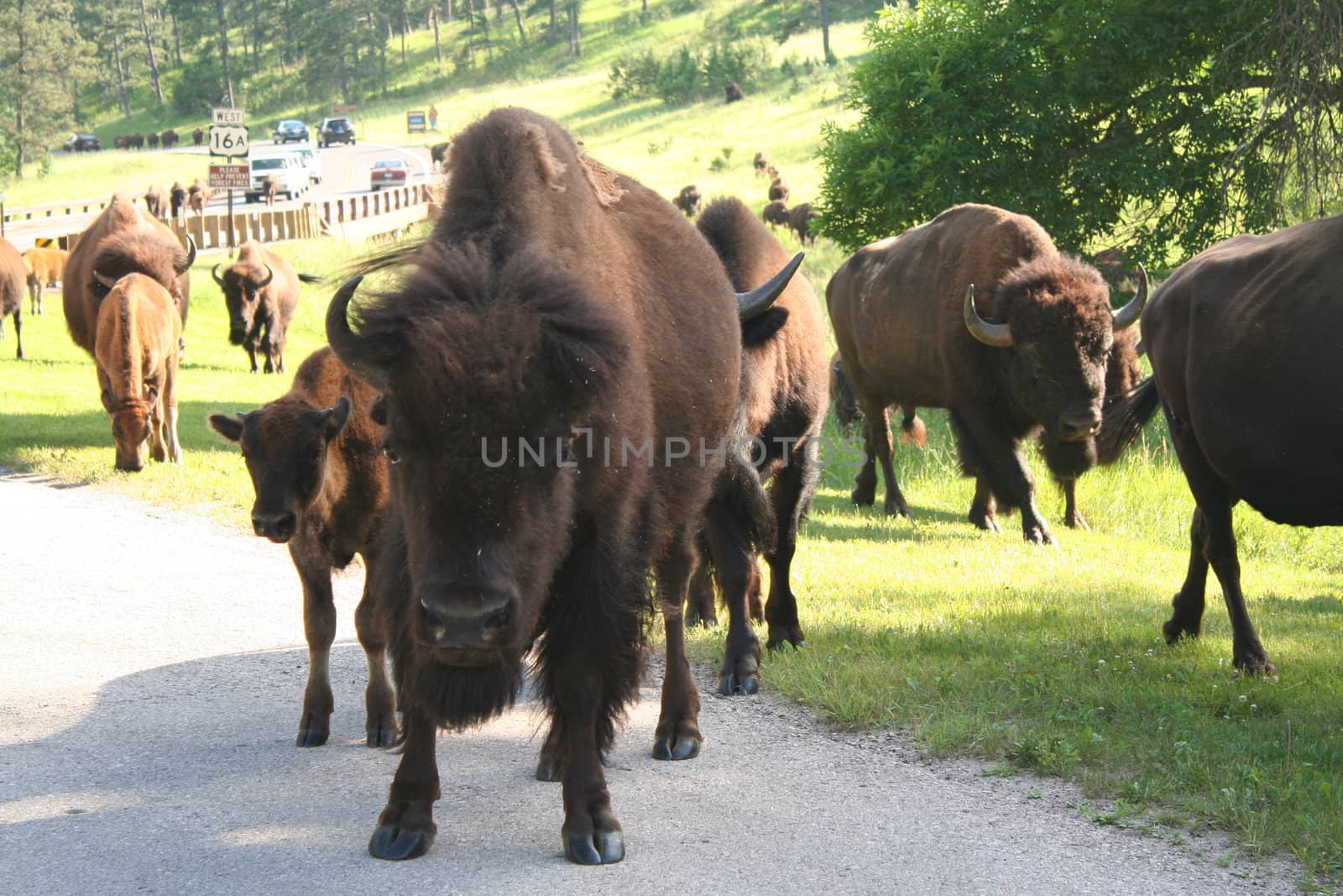 Bison in Custer State Park, South Dakota