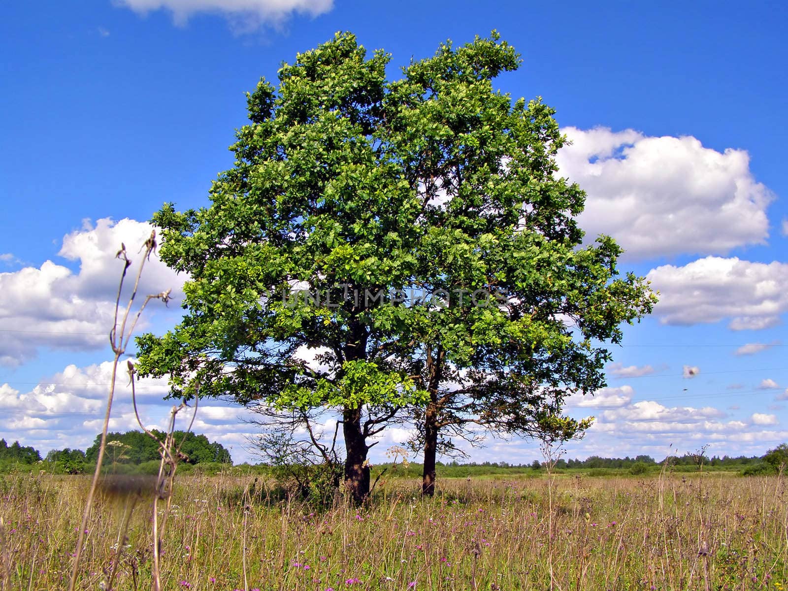 two oaks on yellow autumn field