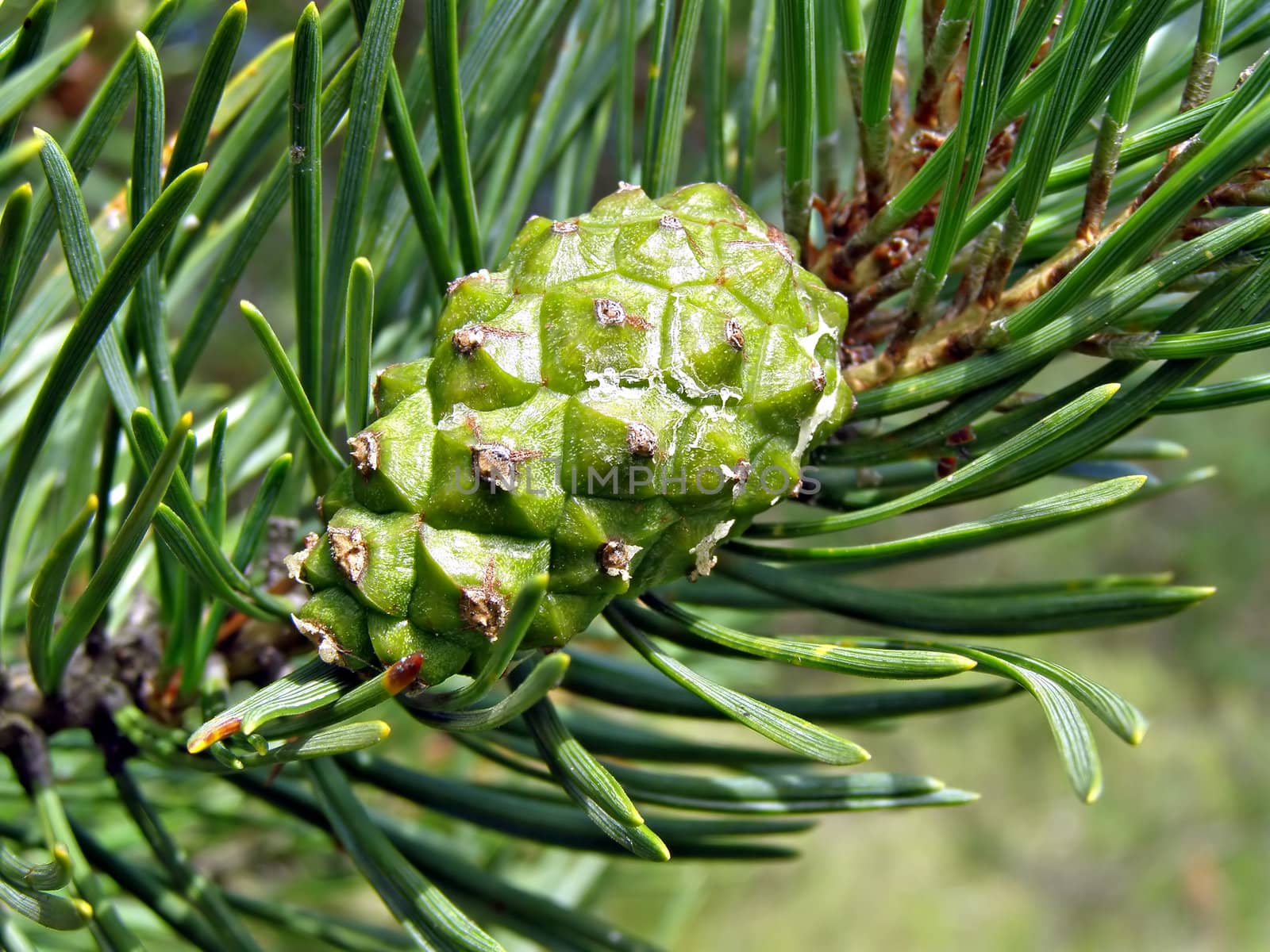 green big shot of the pine