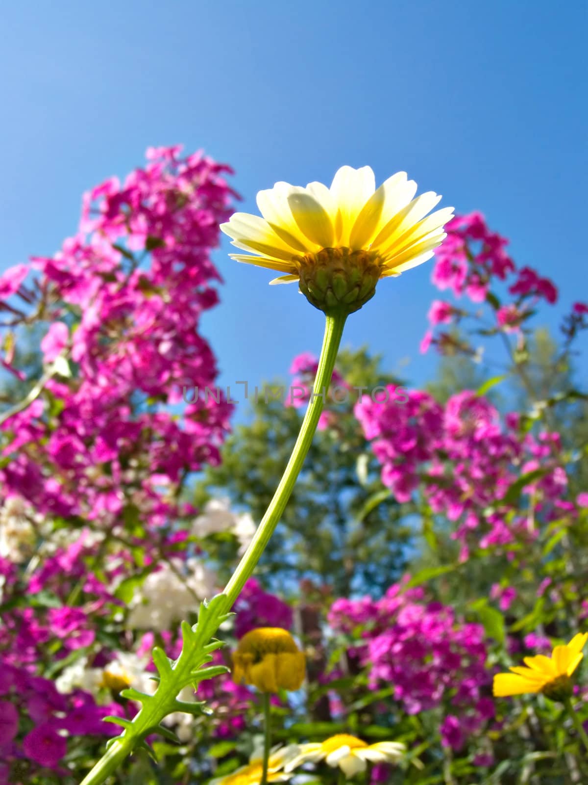 chrysanthemum in garden