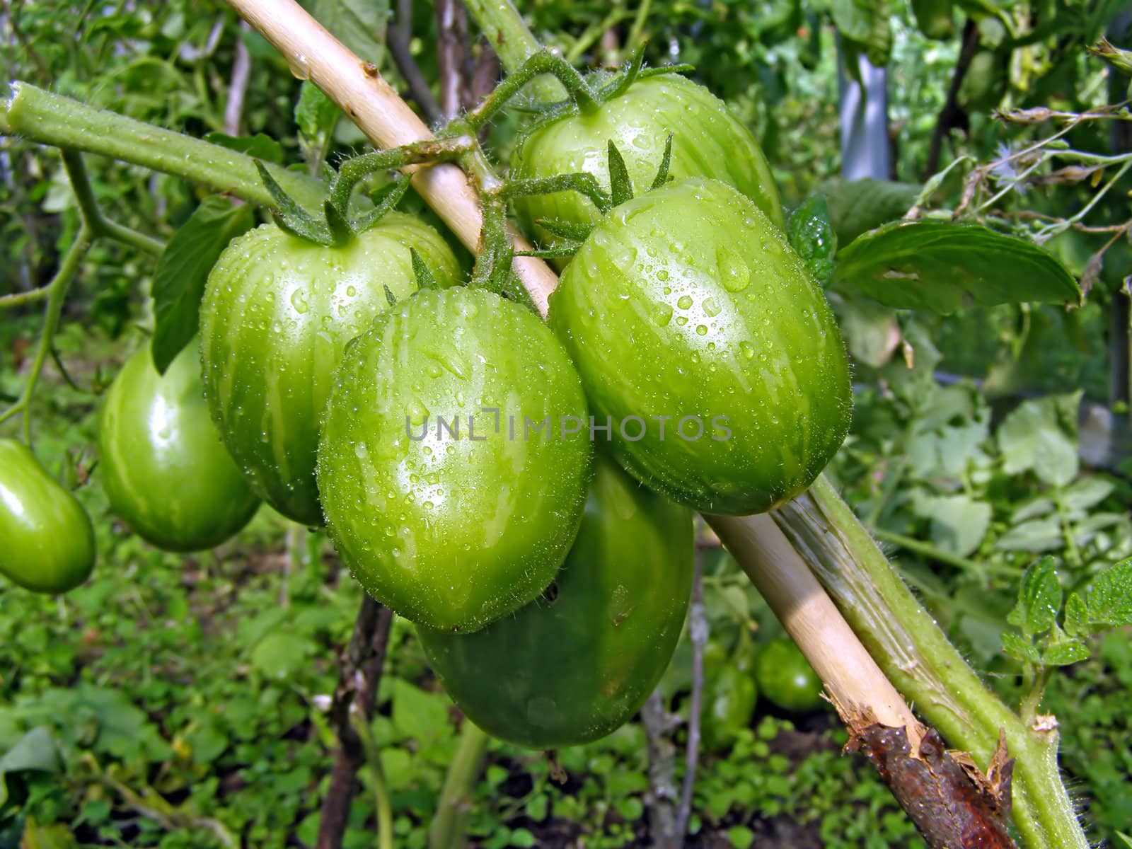 green tomatoes on branch