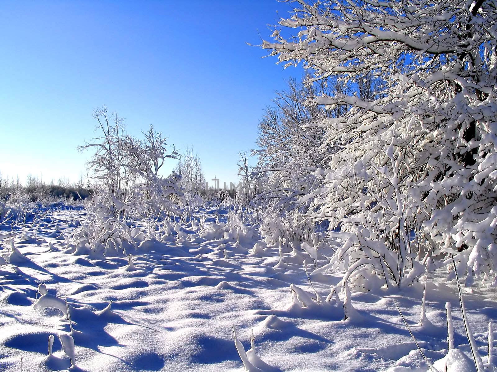 winter landscape