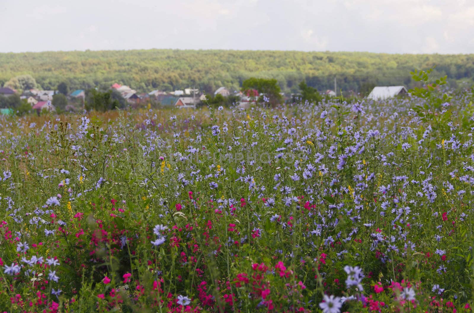 Meadow flowers