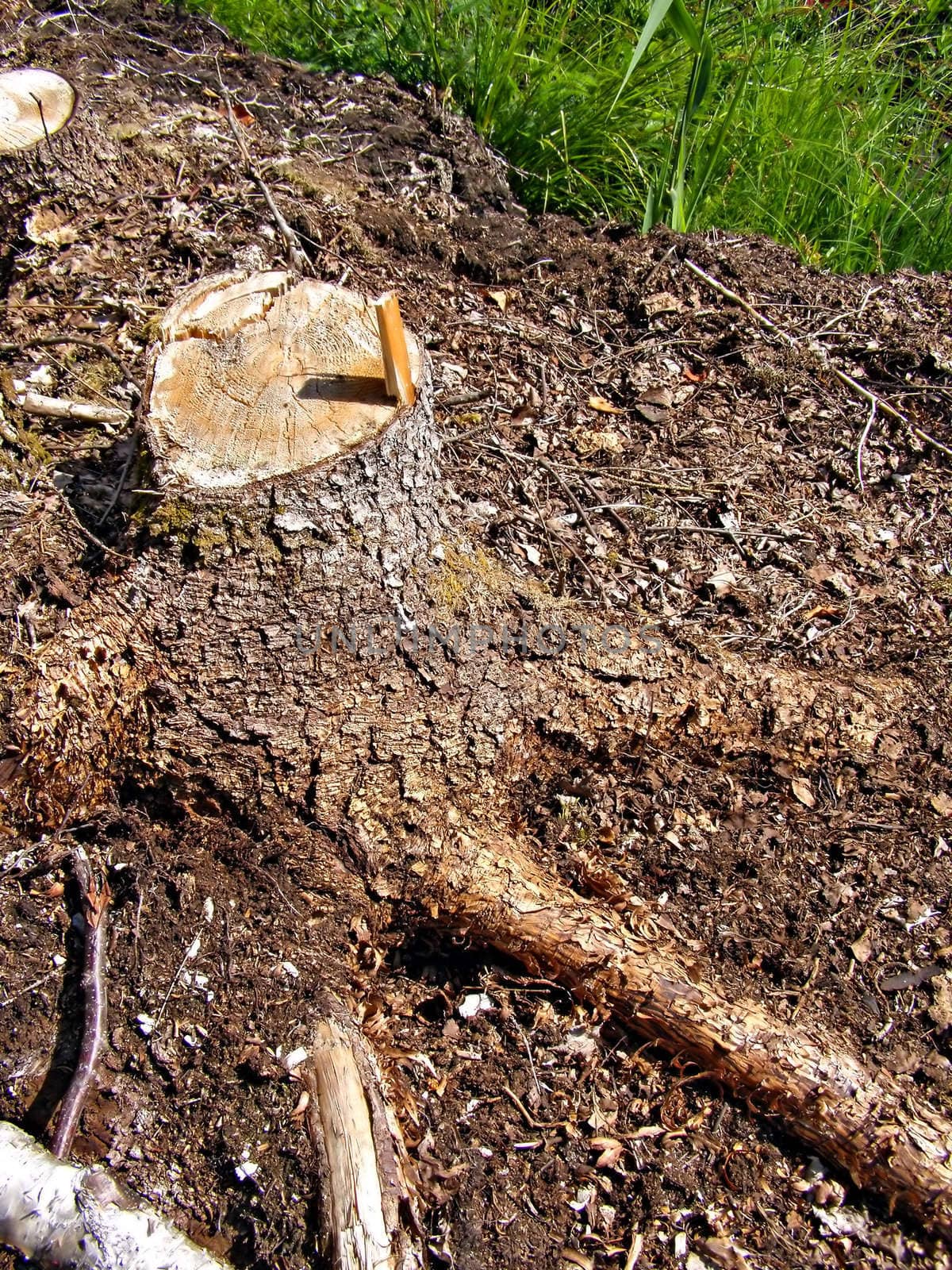 chopping wood