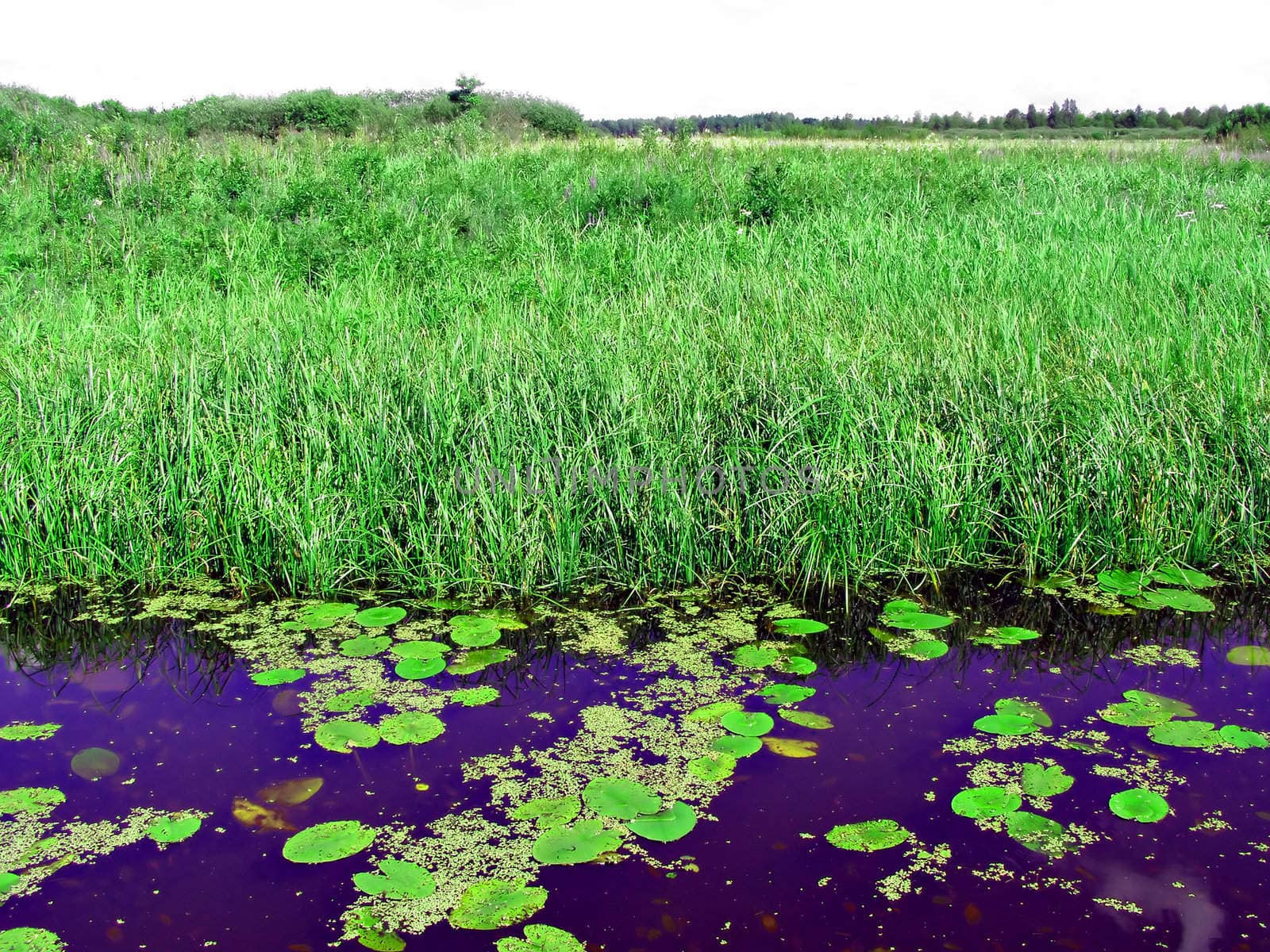 small lake on field