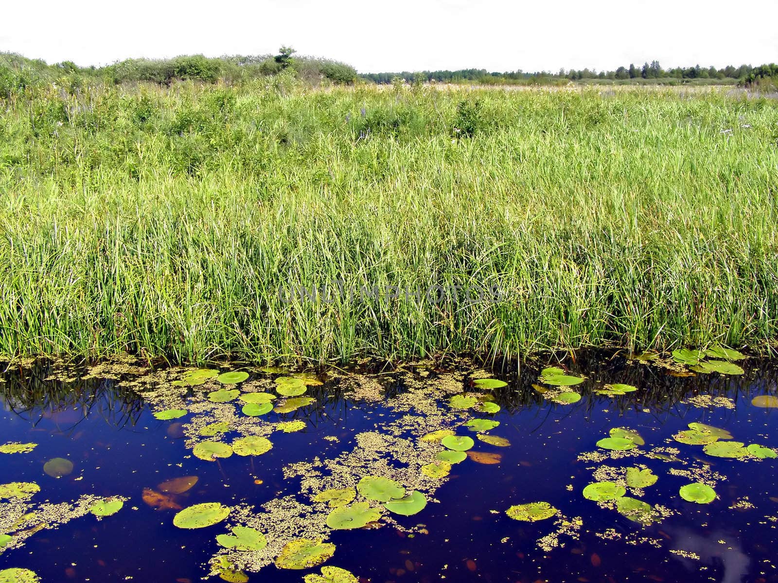 small lake on field