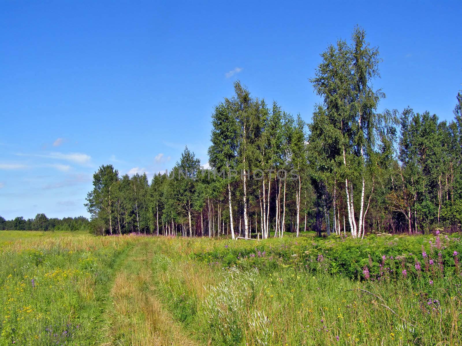 aging rural road near wood