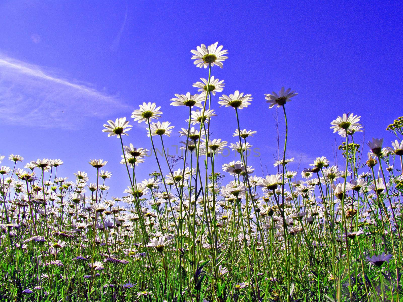 daisywheels on field