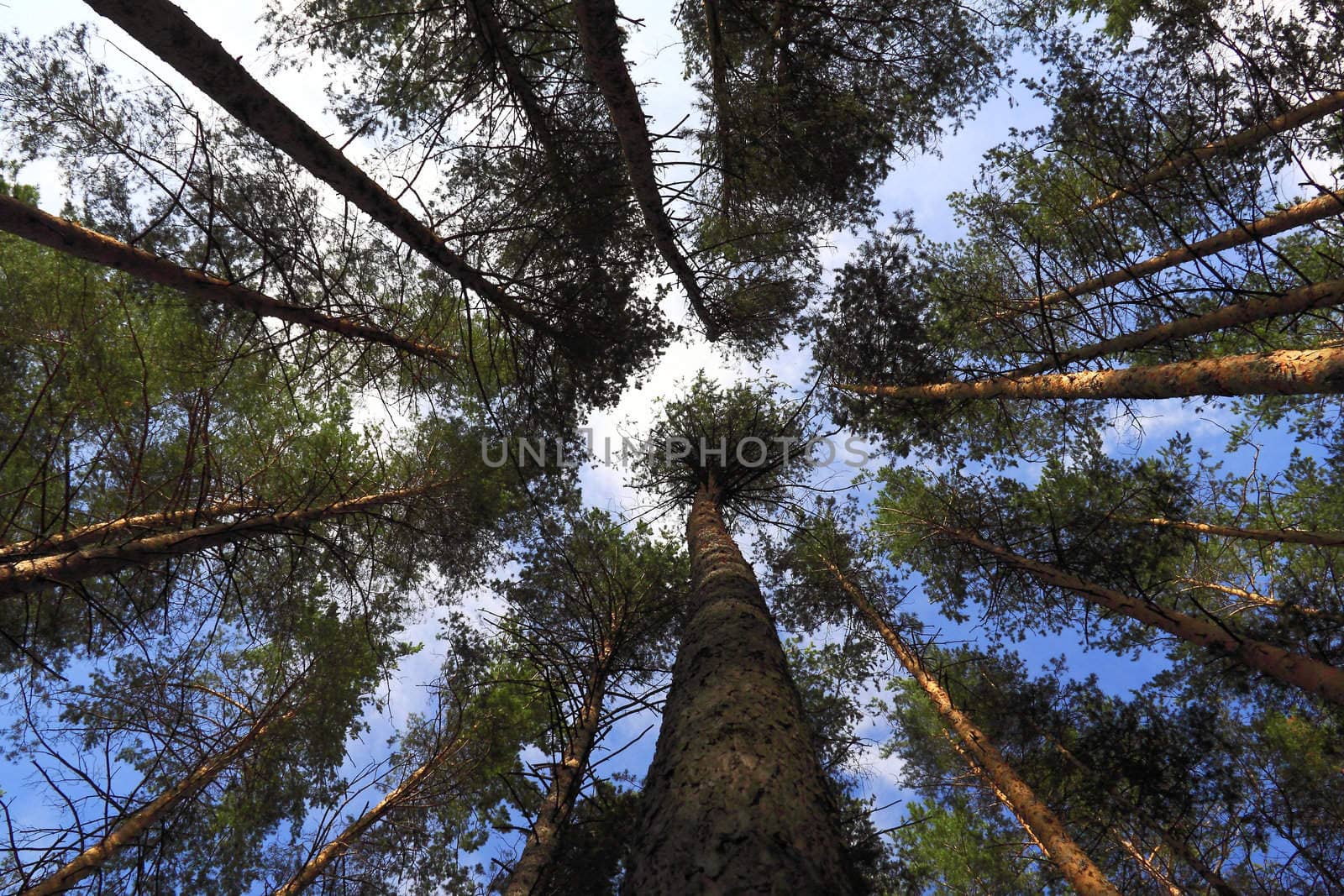 Summer pine wood.