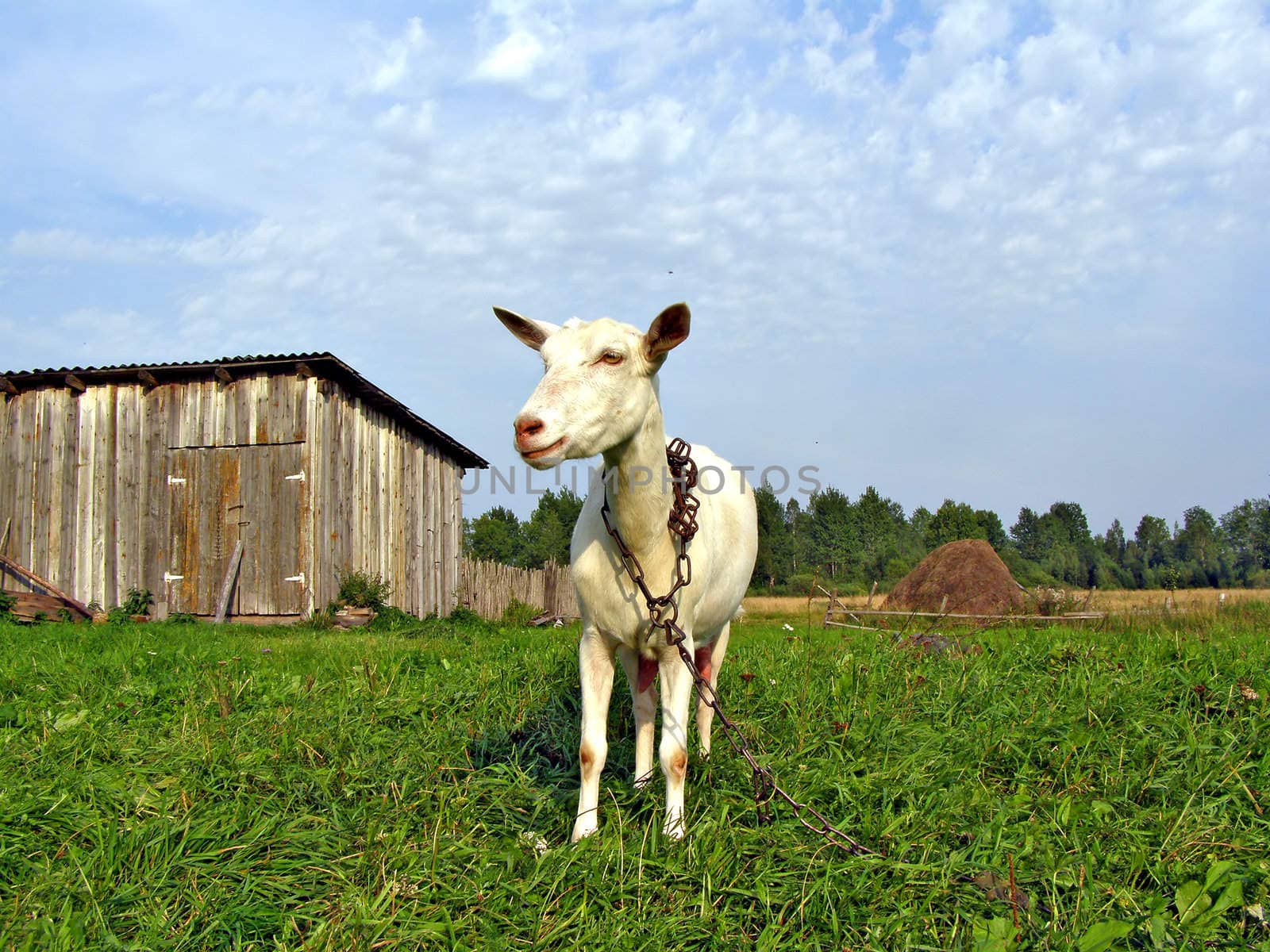 nanny goat by clinging chain