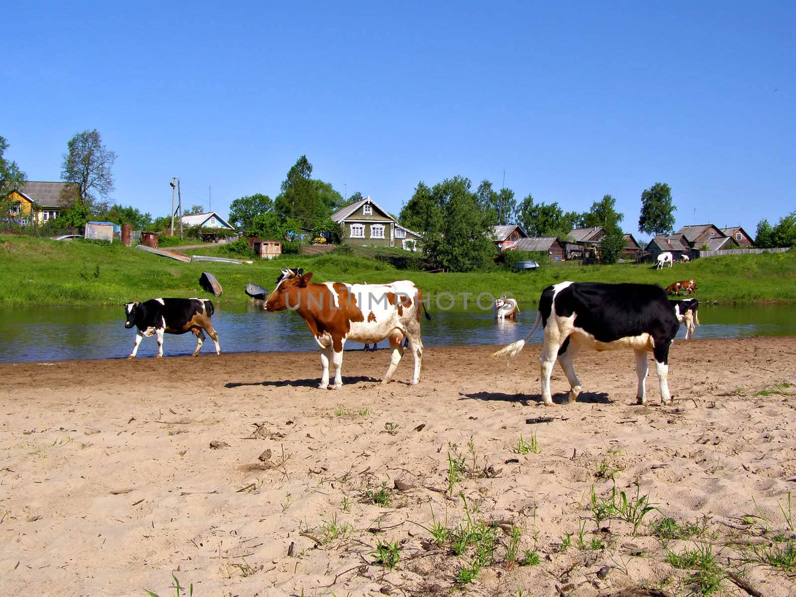 cows near river