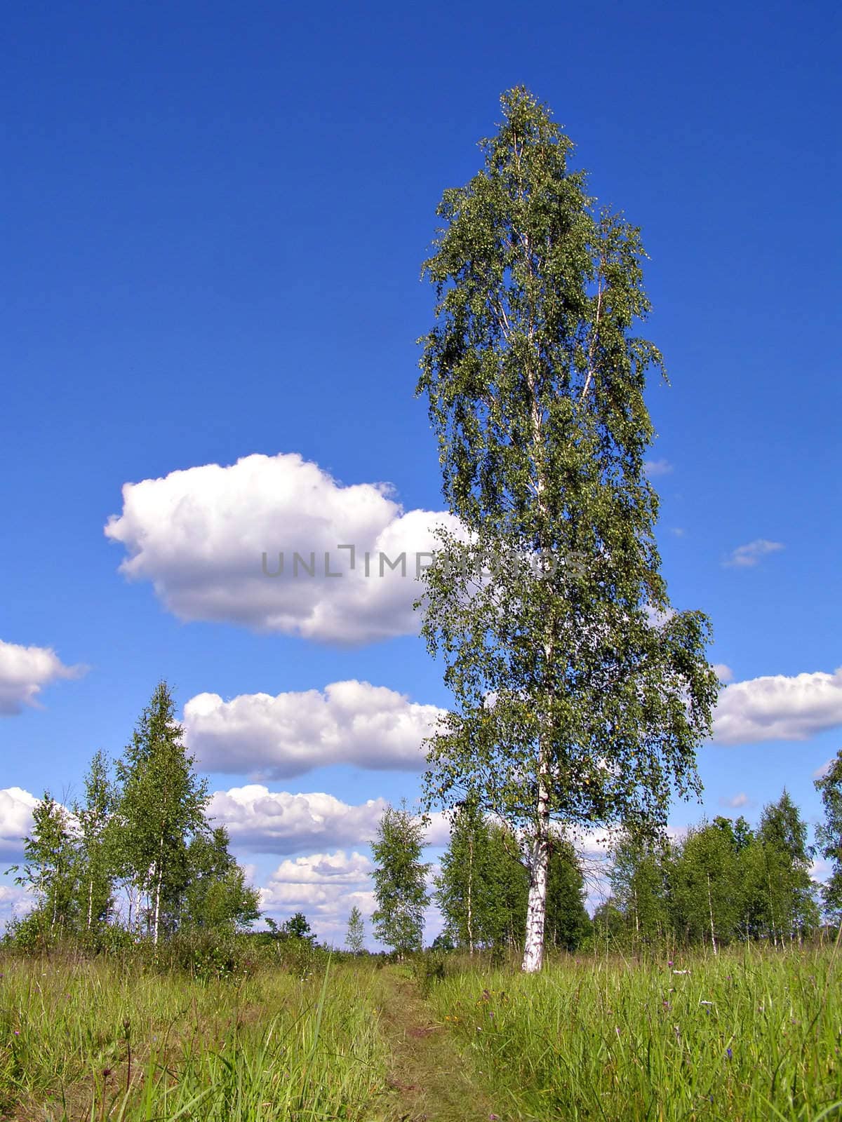 birches on green field