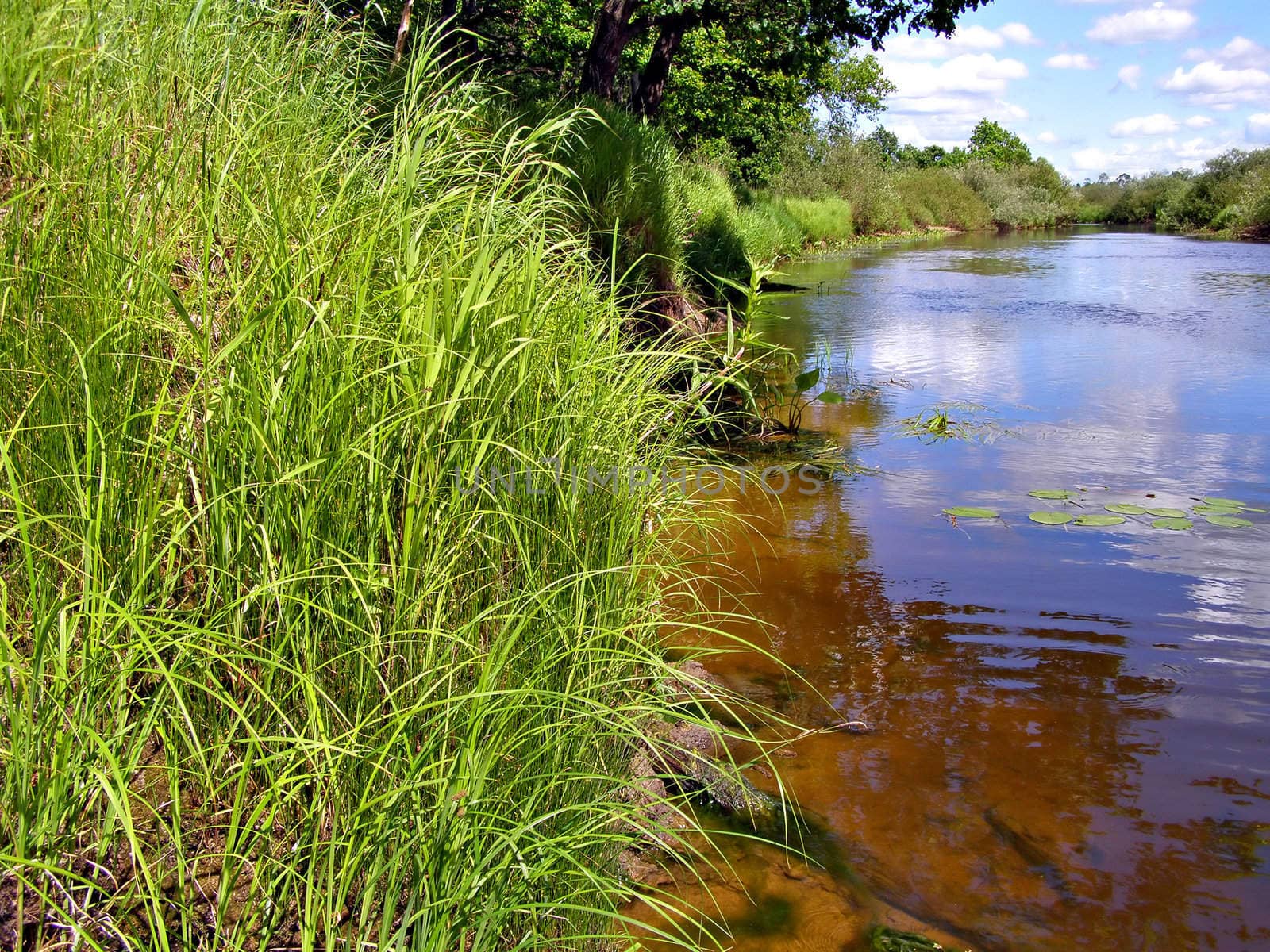 herb ashore small river