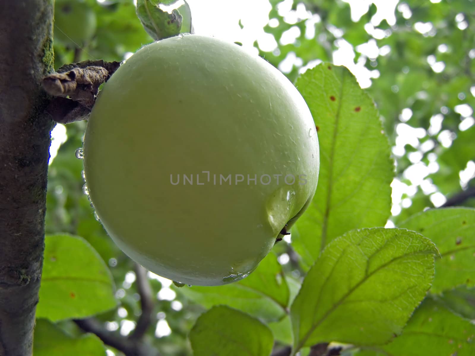 apple on branch of the aple trees