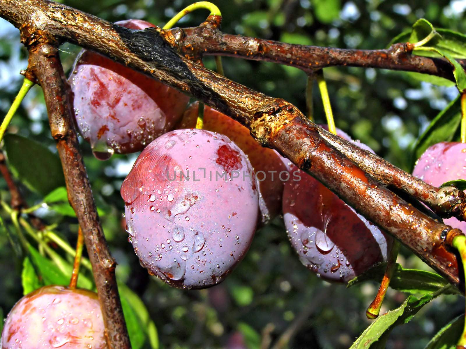 plum on branch