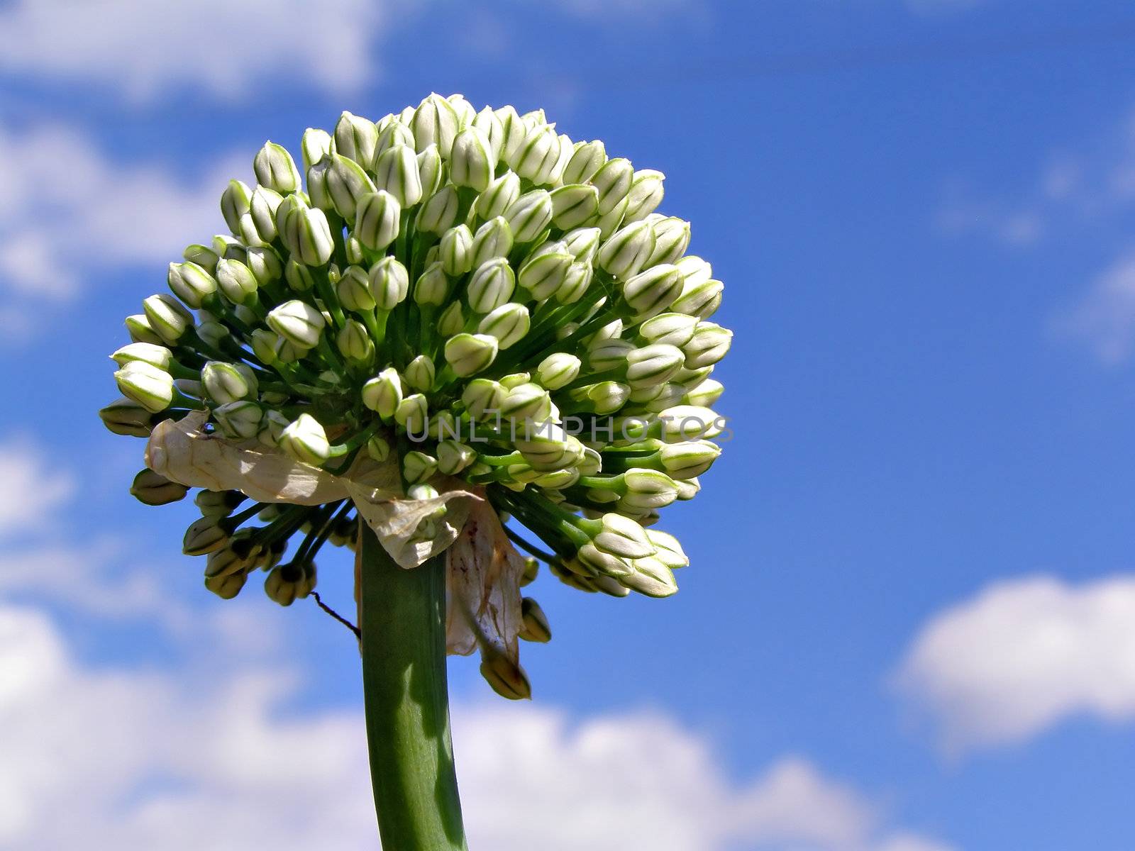 old onion on background cloudy sky