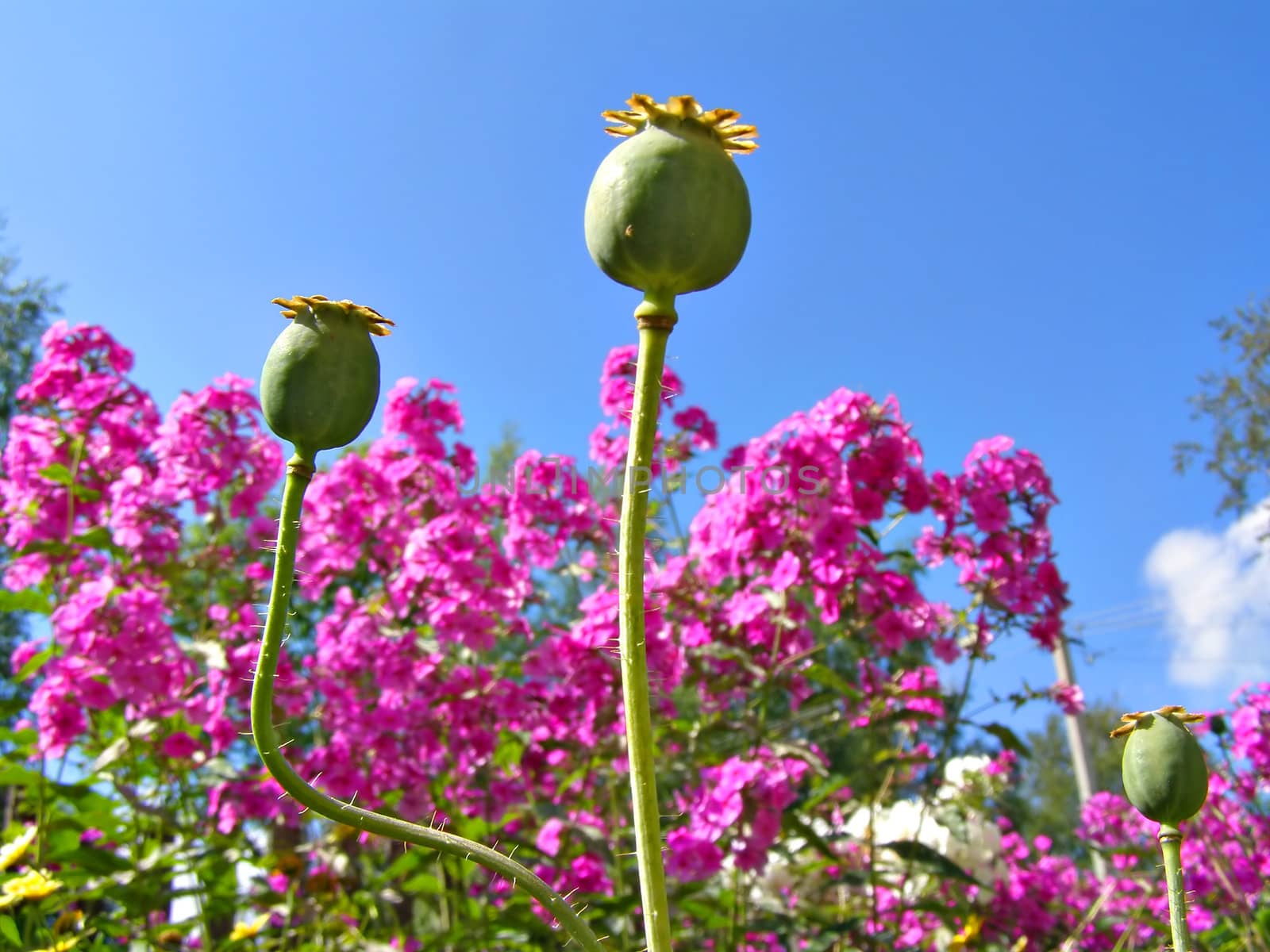 poppy and flowerses lilac in garden