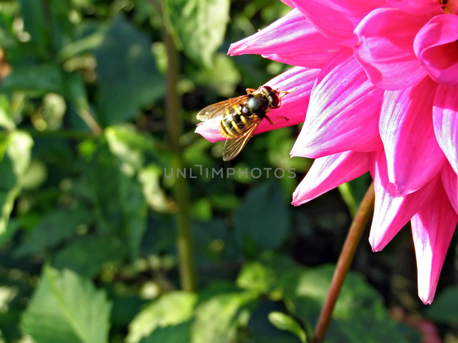 wasp on petal of the dahlia