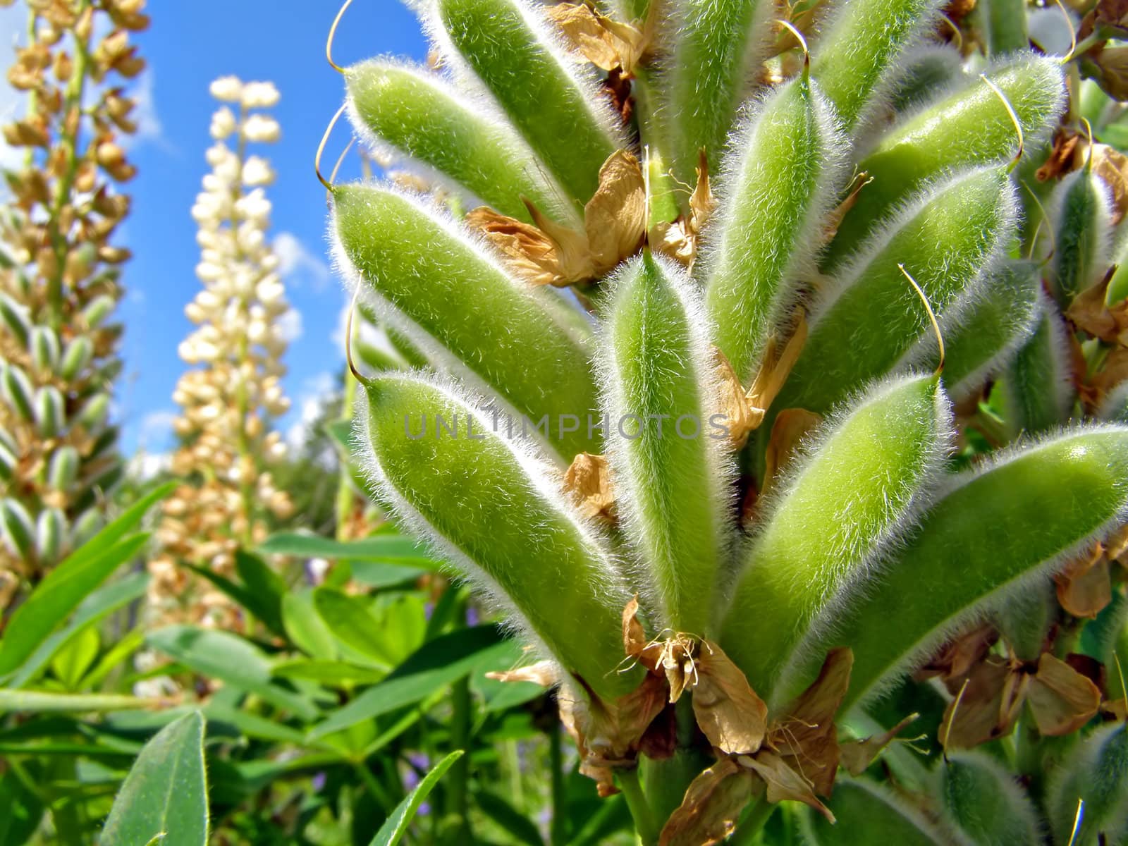 flowerses lupines on field