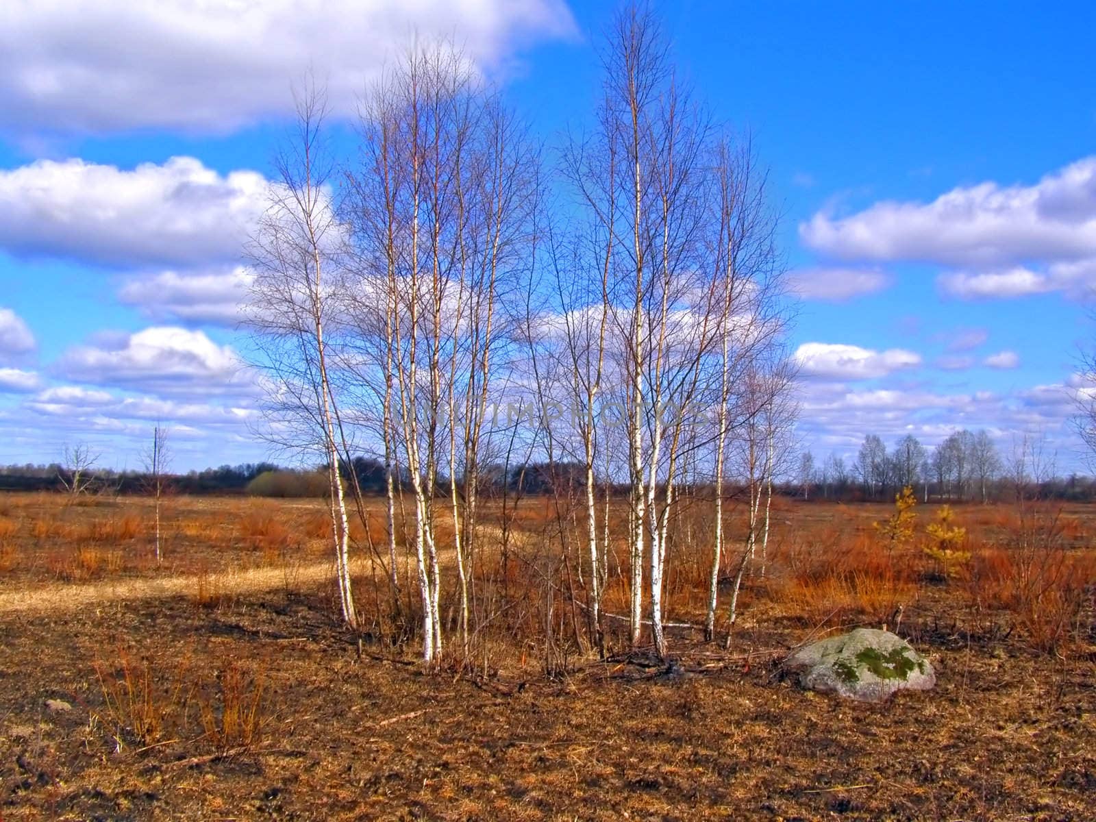 birches on field after fire