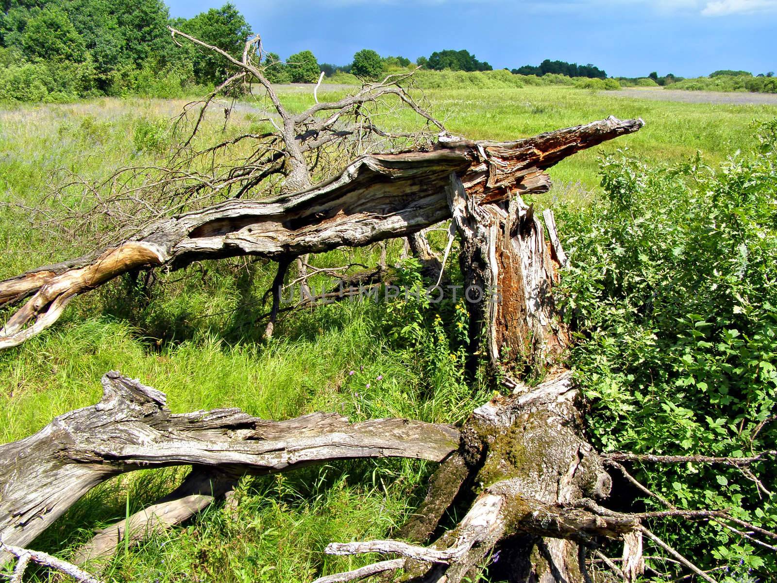 stump of the old oak