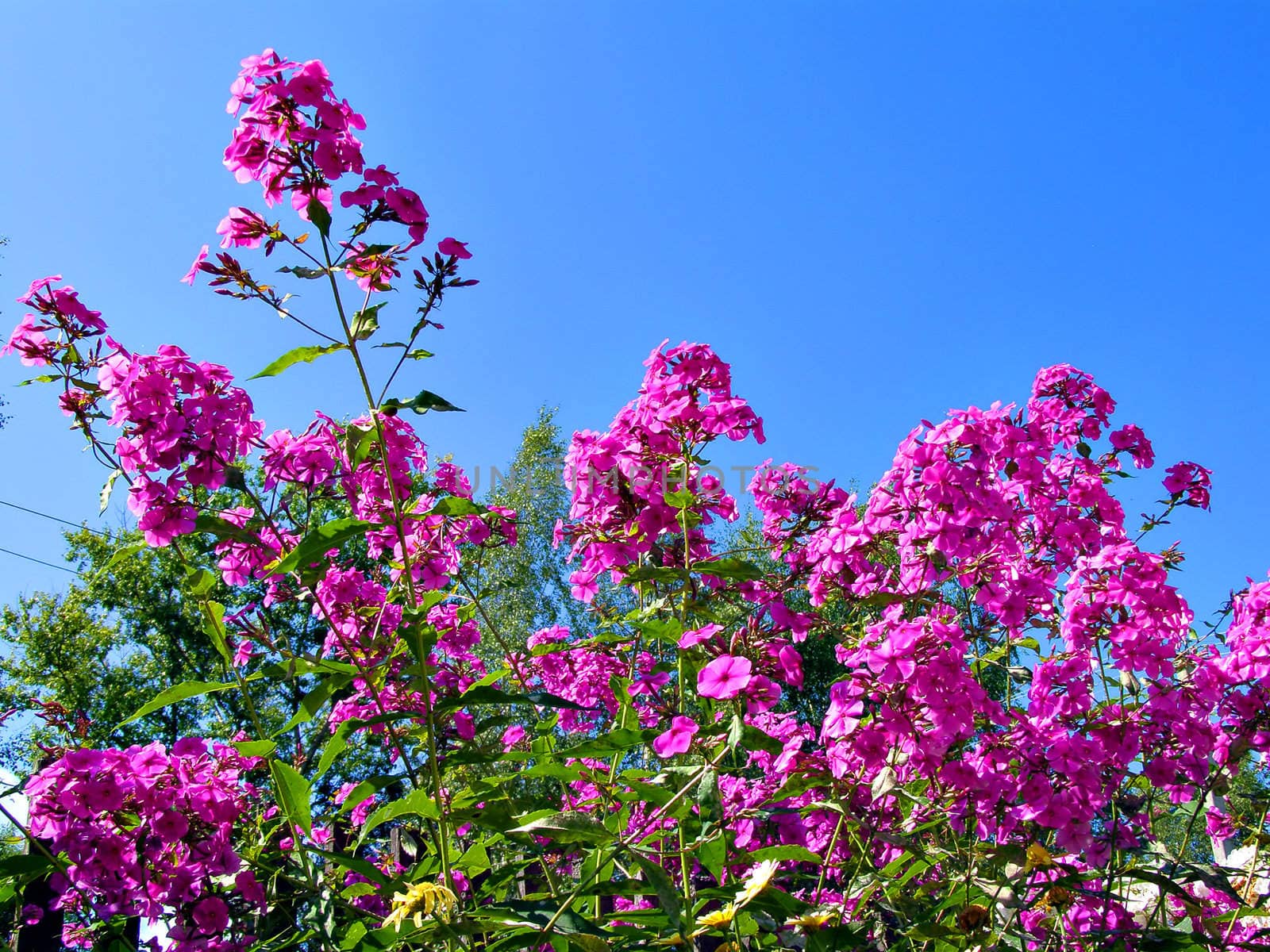 flowerses phloxes on background blue sky