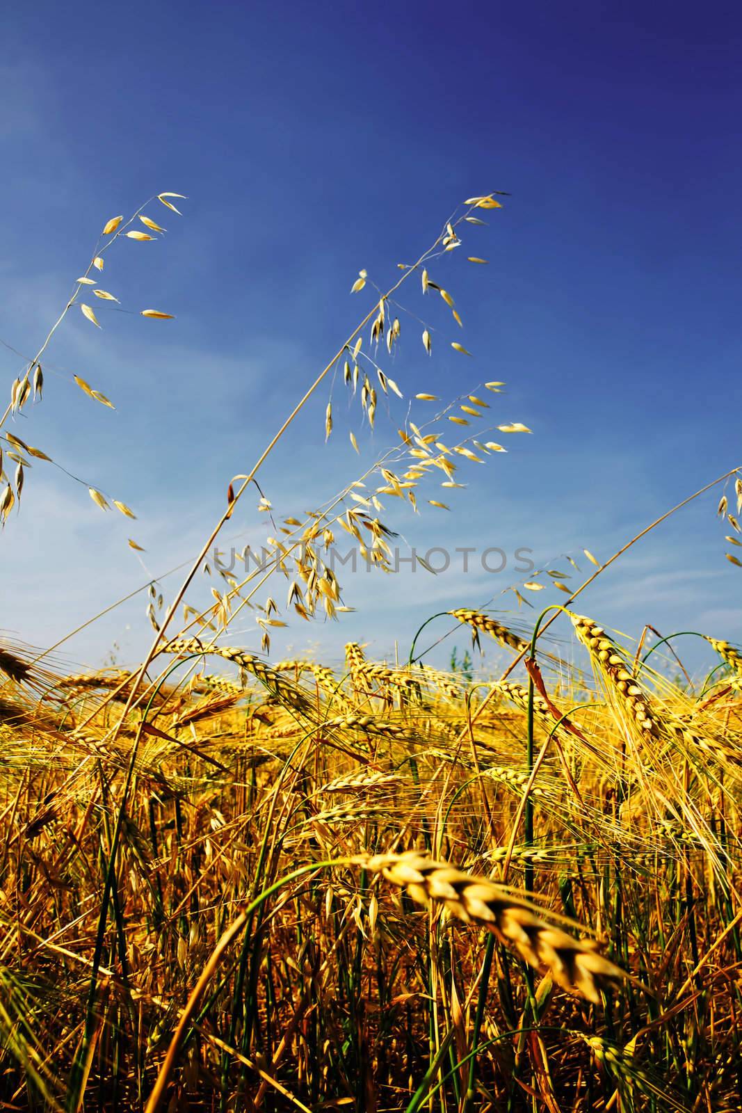 Dramatic hdr rendering of beautiful golden ripe ear of barley against dark blue sky with few diffused white clouds.