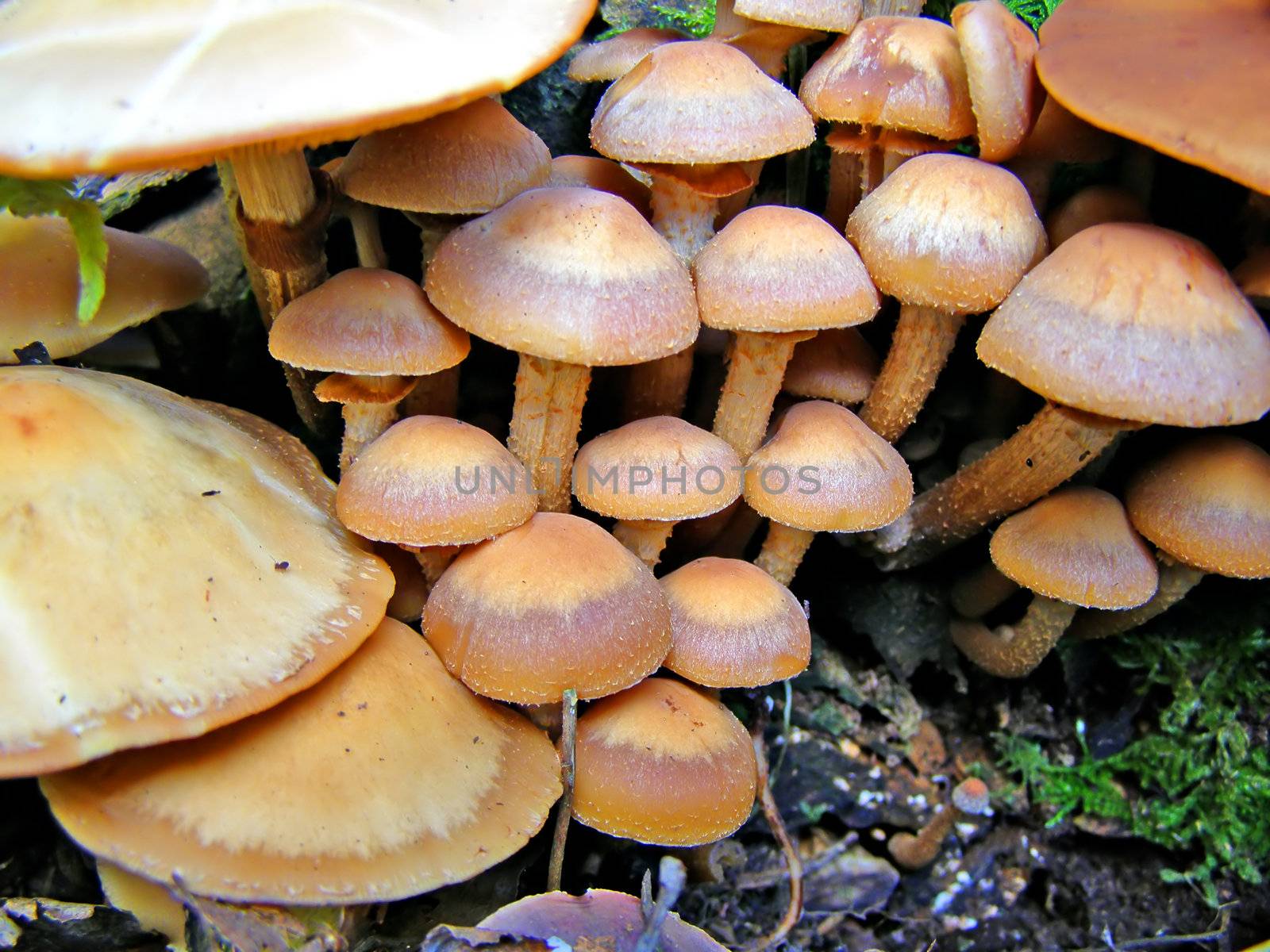 mushrooms on stump tree