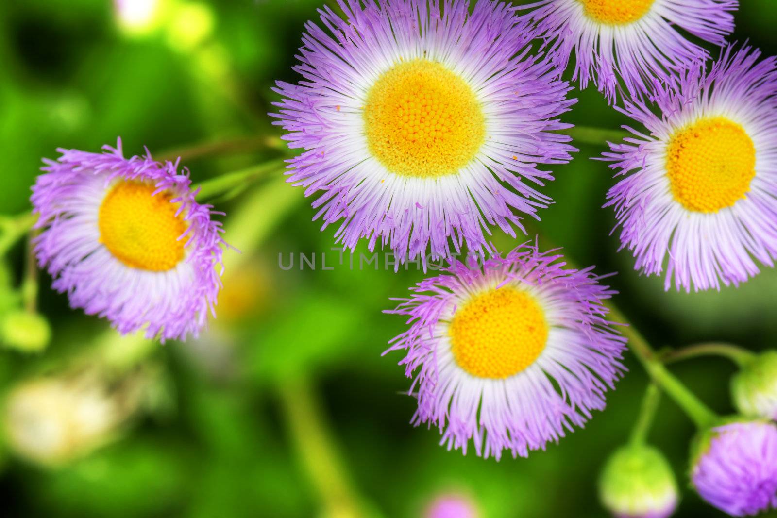 Common fleabane hdr by Mirage3