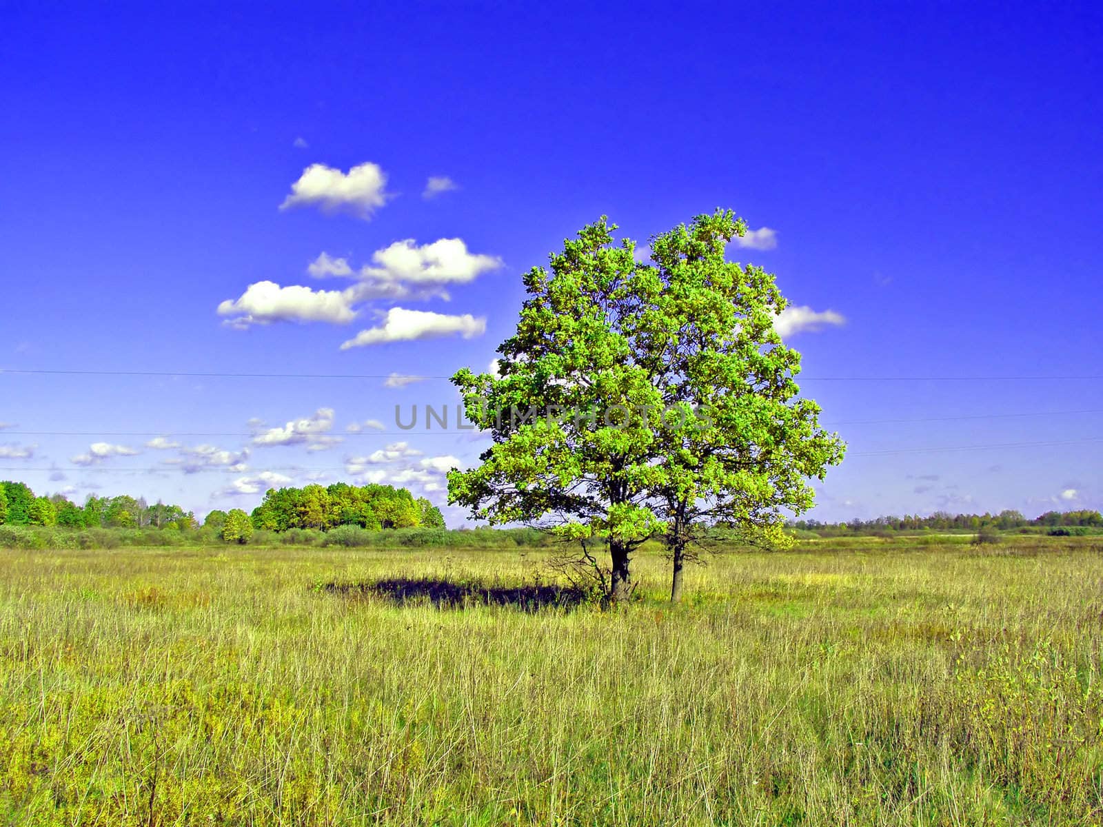 oak on field